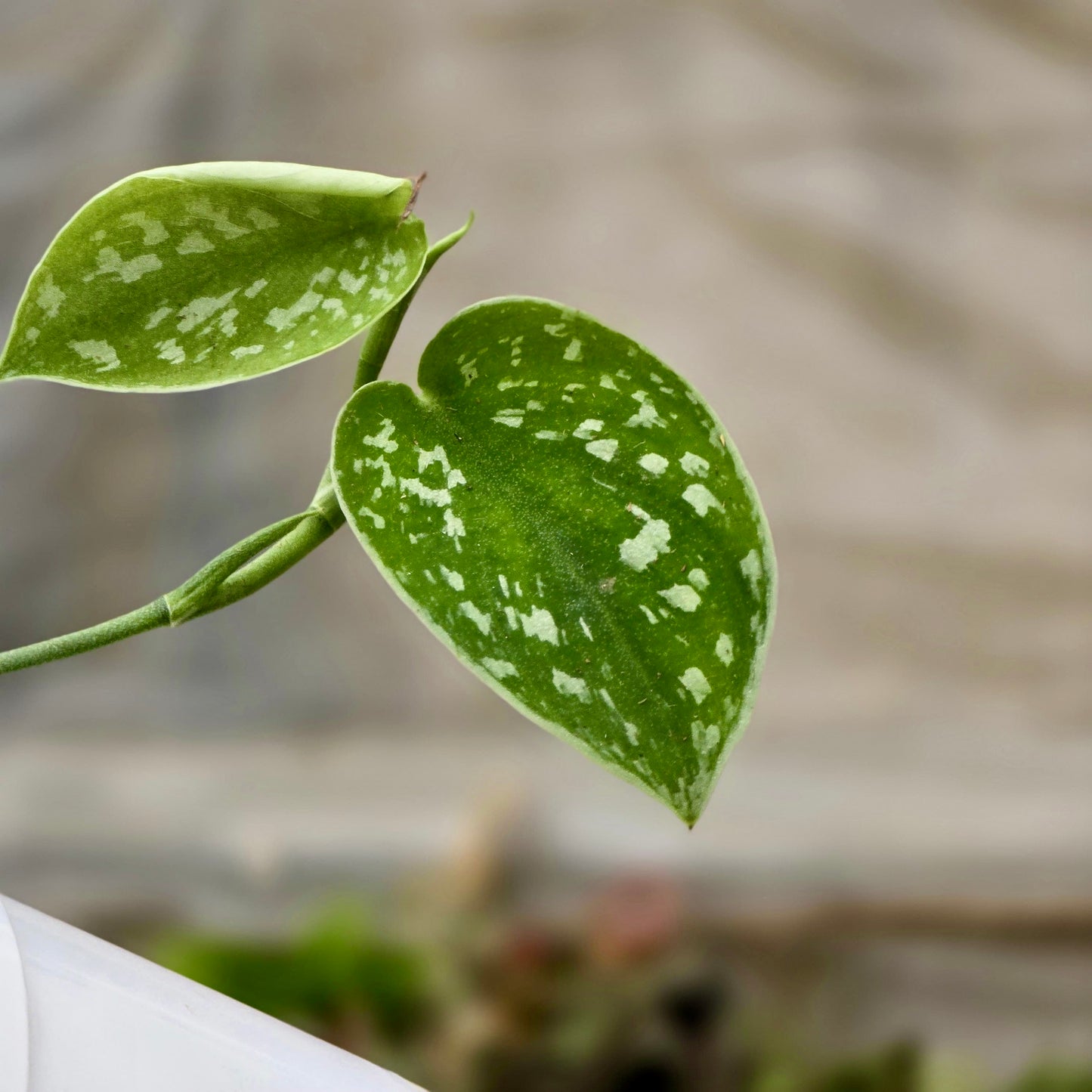 Pothos Satin