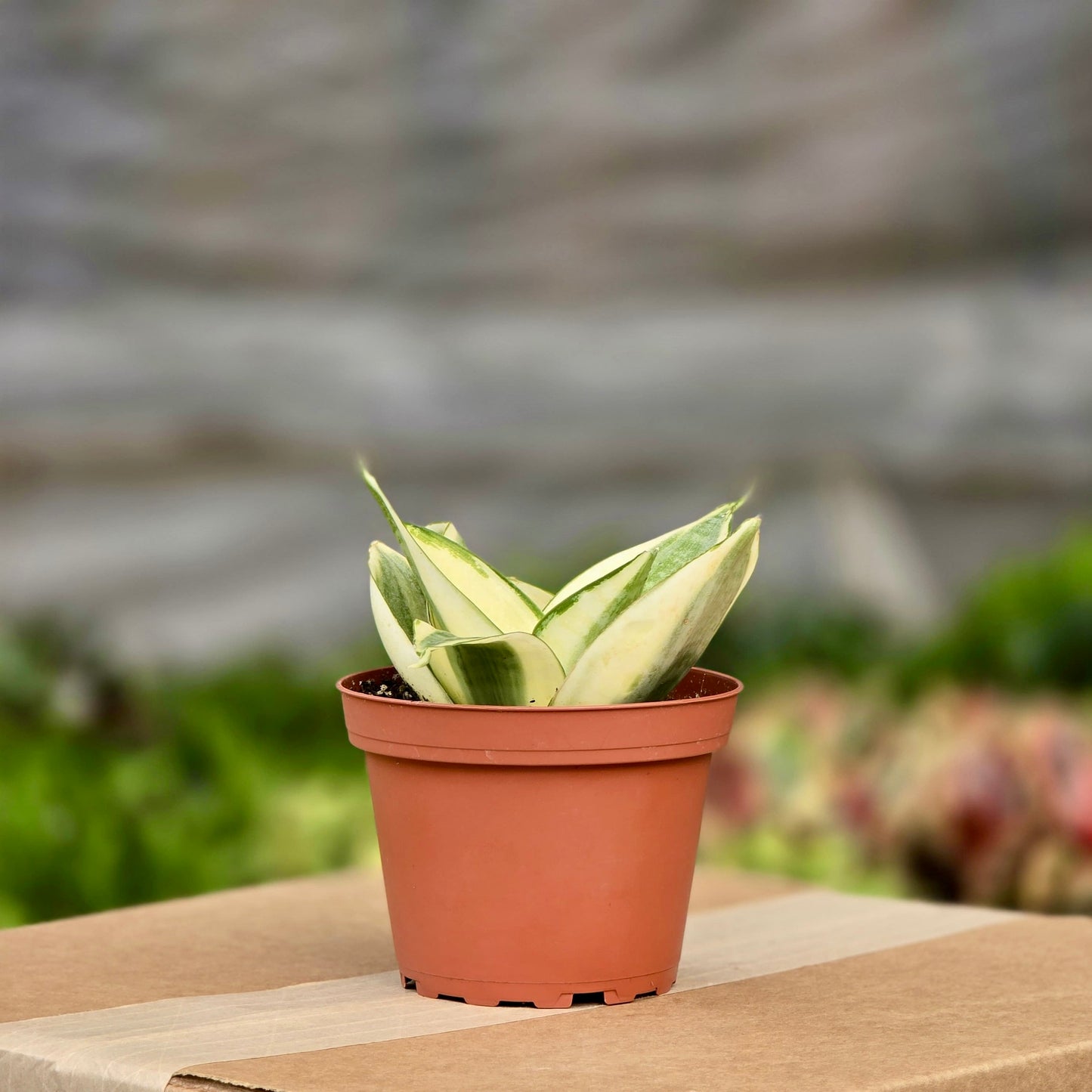 Snake Gold Star (Sansevieria)