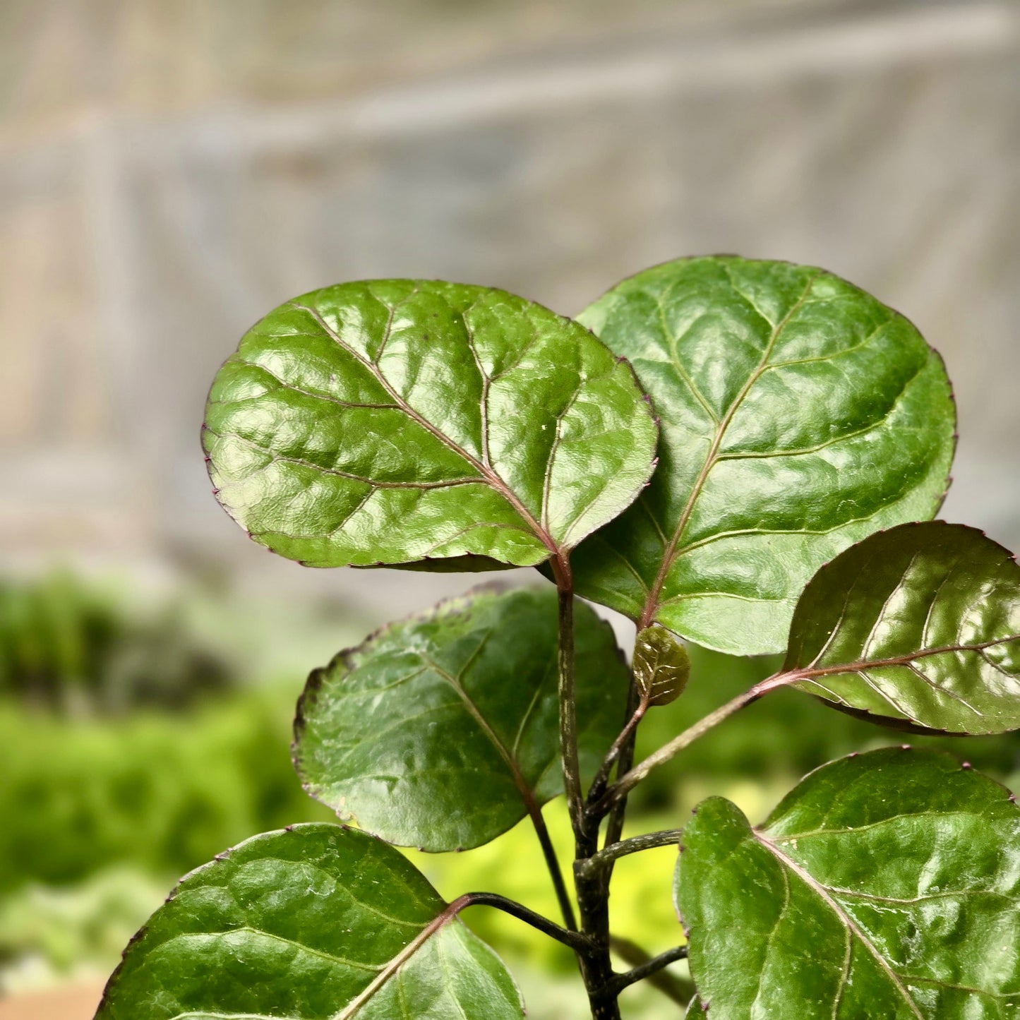 Aralia Fabian Stump
