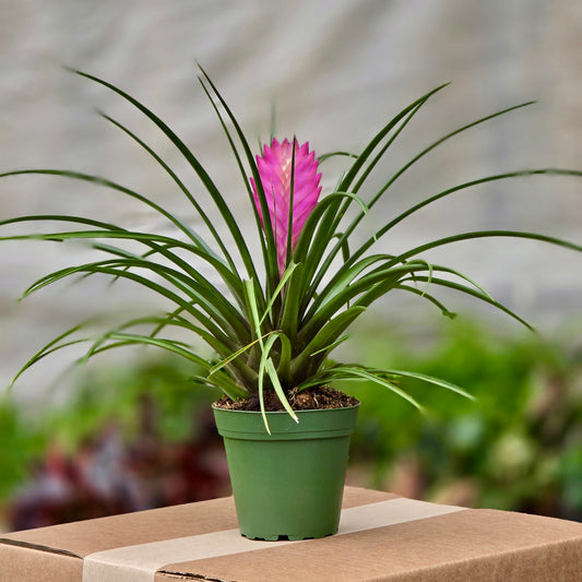 Bromeliad Cyanea (Pink Quill)