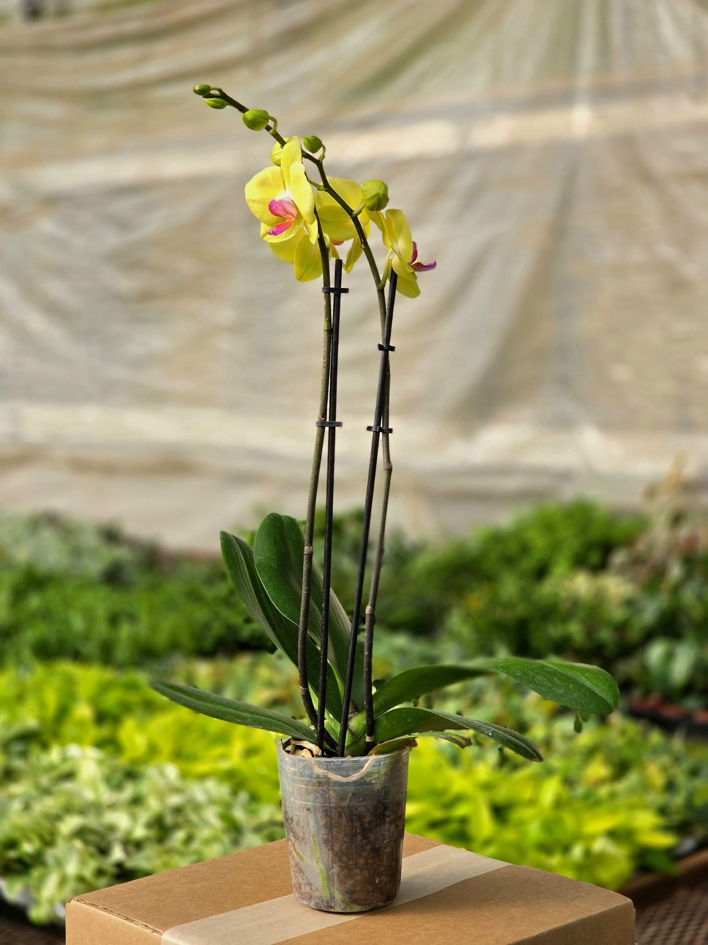 Orchid Yellow (Phalaenopsis) Double Spike