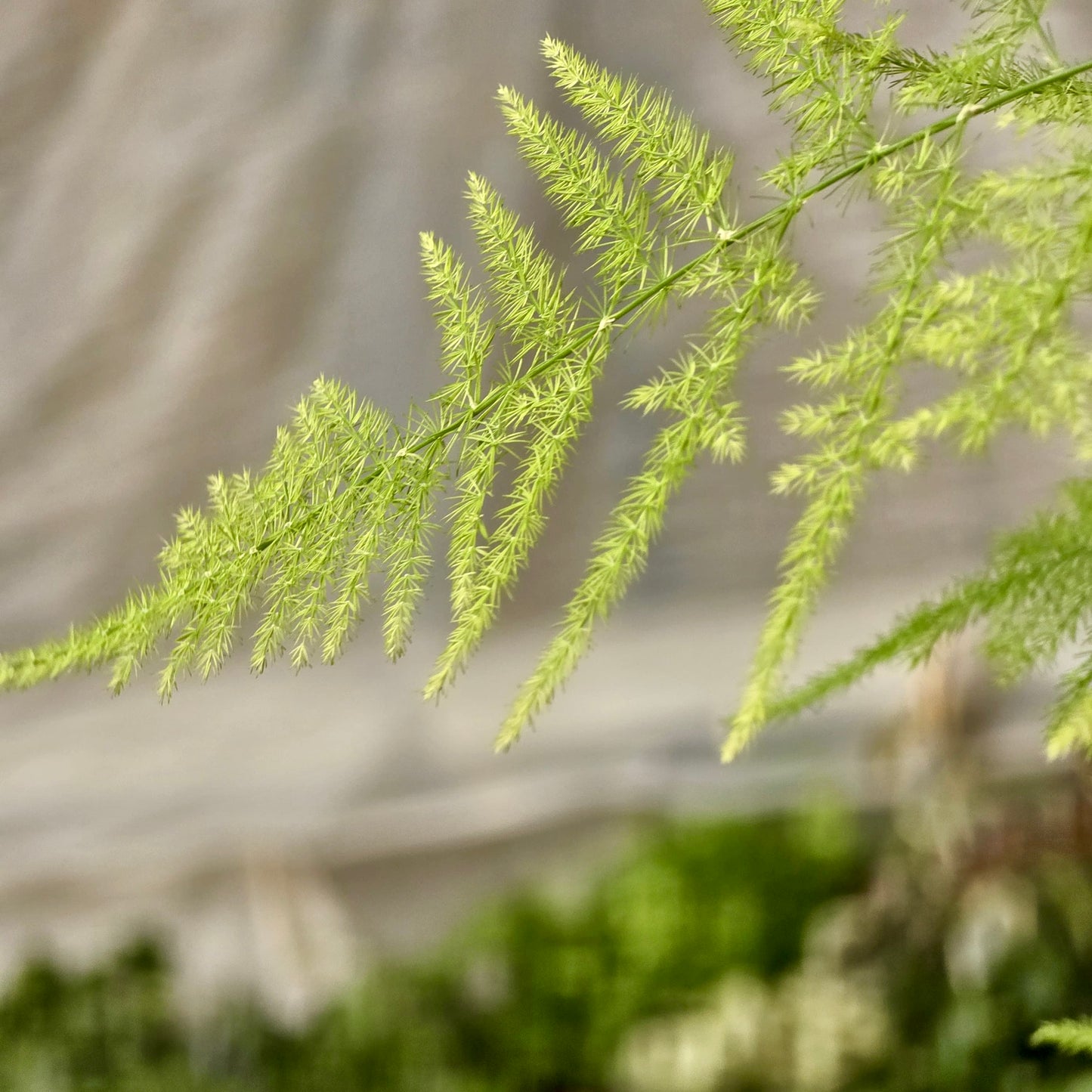Fern Asparagus