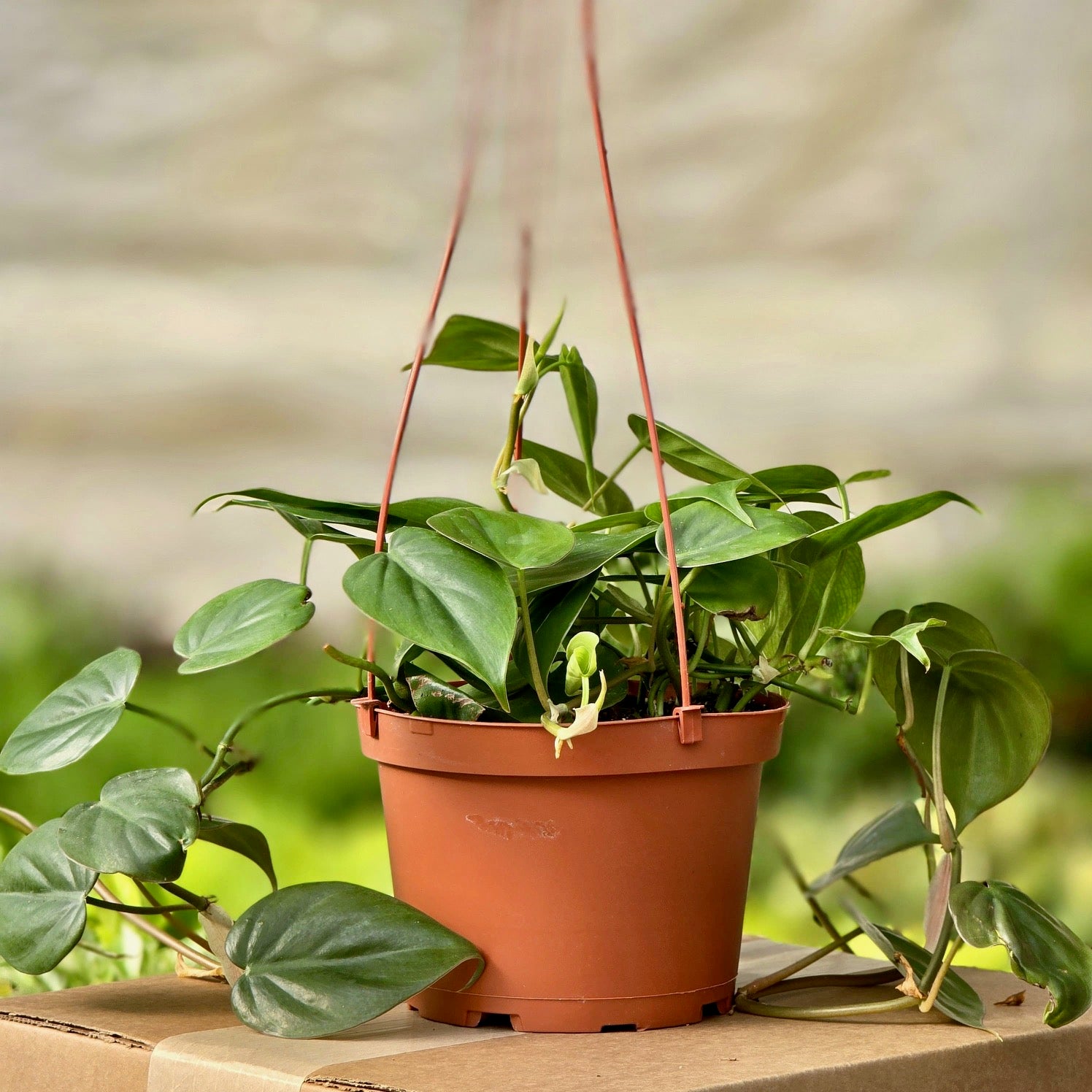 philodendron corazon Philodendron Cordatum (Filodendro de hojas de corazón) – Plants-Zen