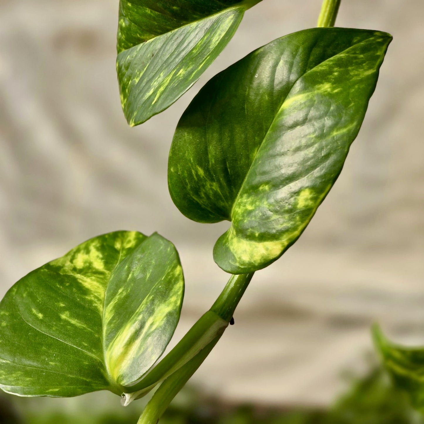 Pothos Golden (Gold)