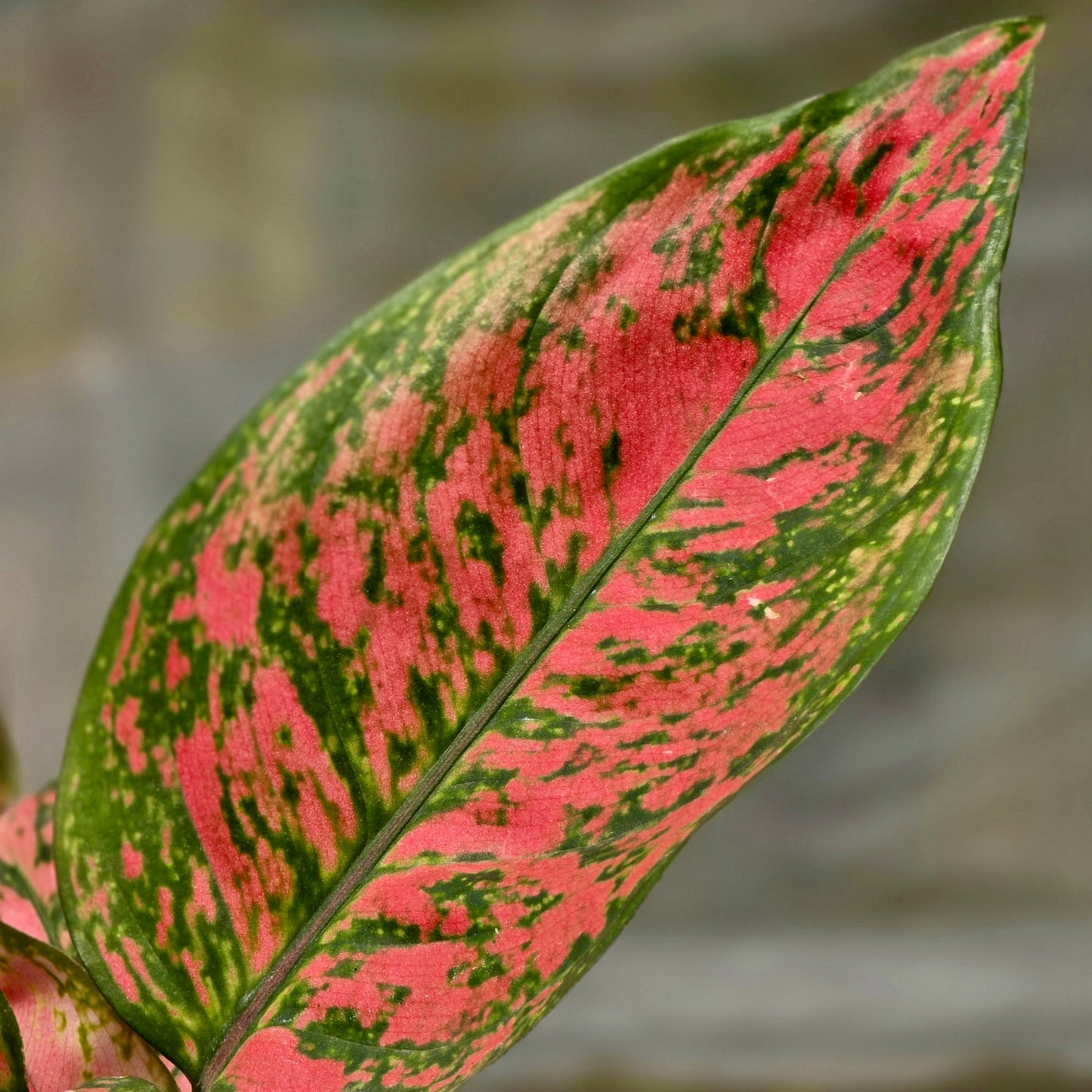 Chinese Lady Valentine (Aglaonema Evergreen)