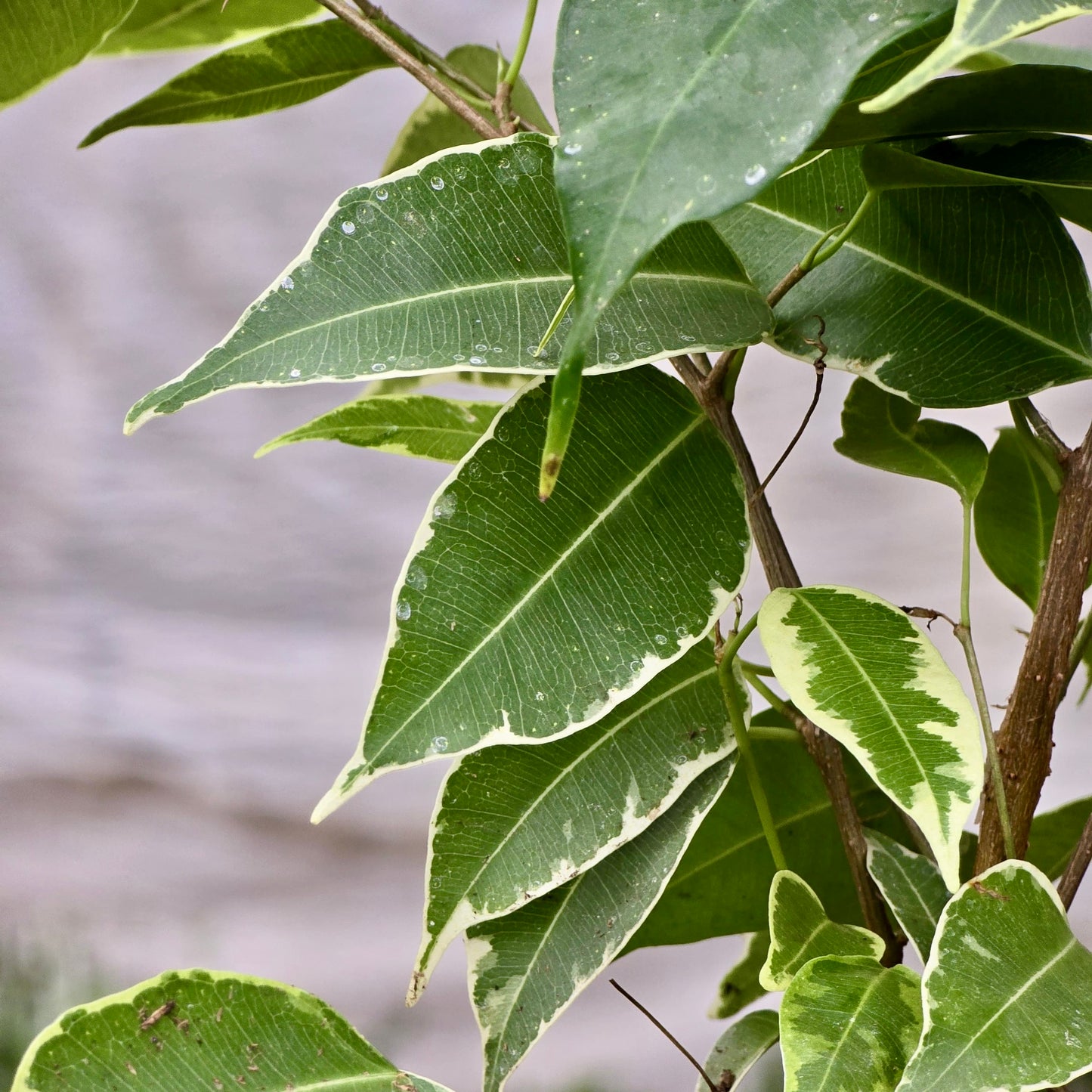 Ficus Benjamina Variegated