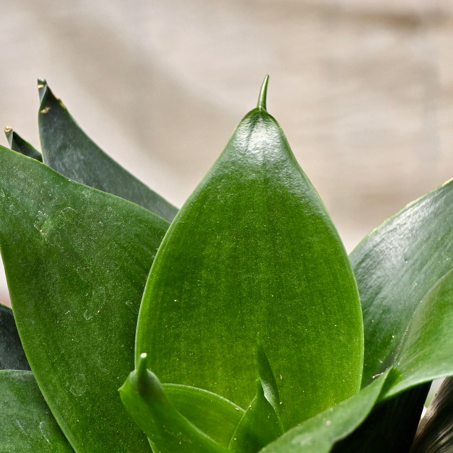 Snake Jade (Sansevieria)
