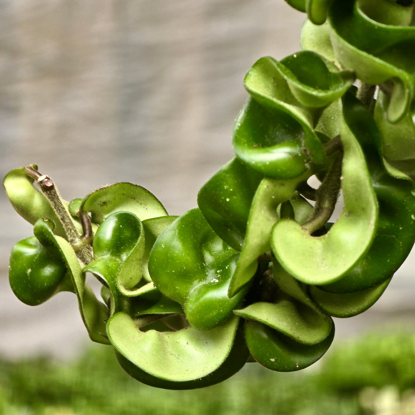 Hoya Rope