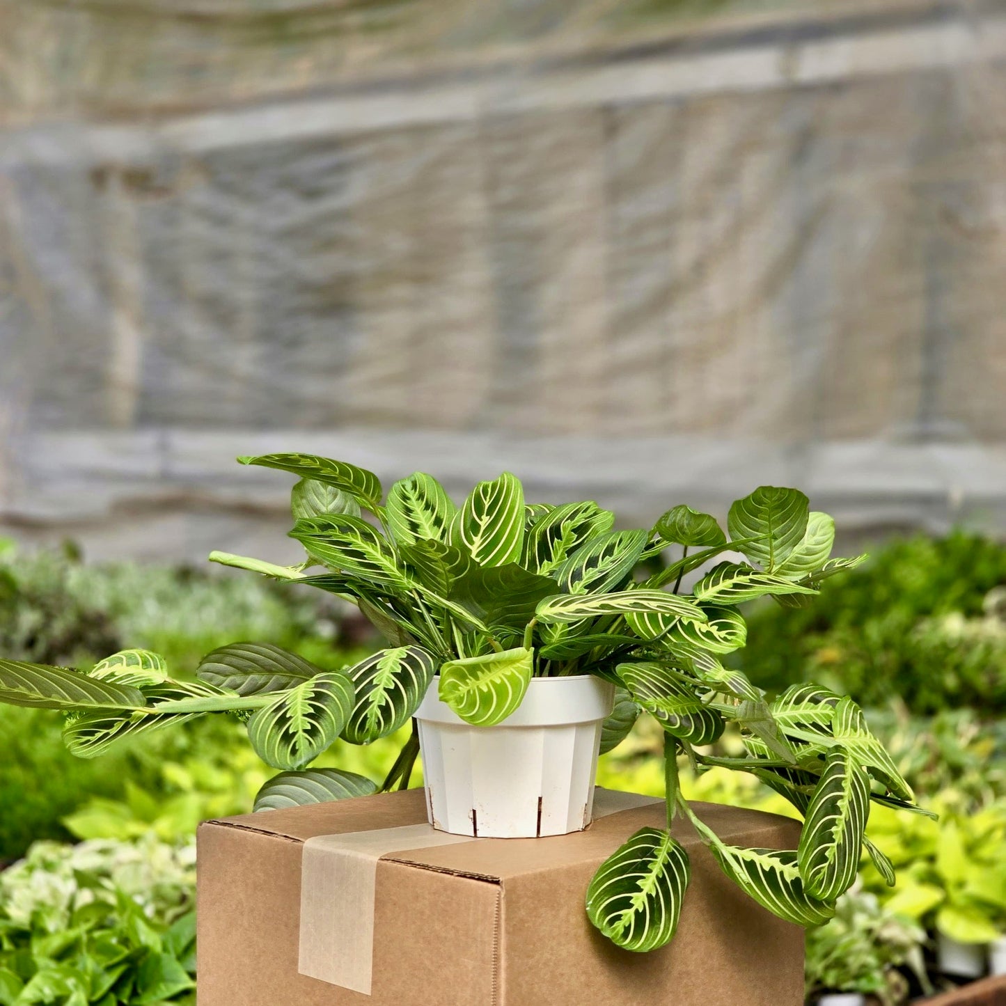 Maranta Lemon Lime (Prayer Plant)