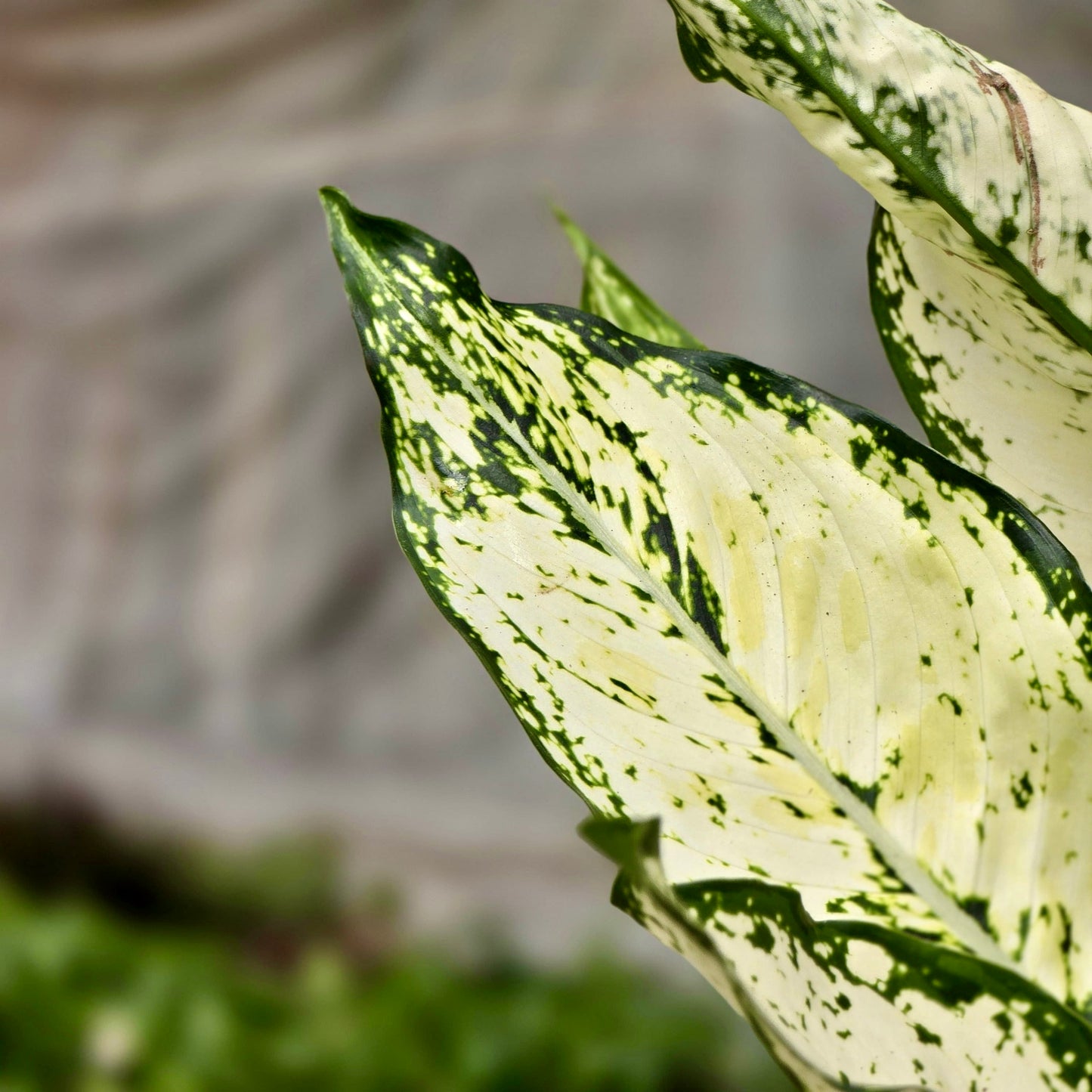 Chinese Evergreen First Diamond