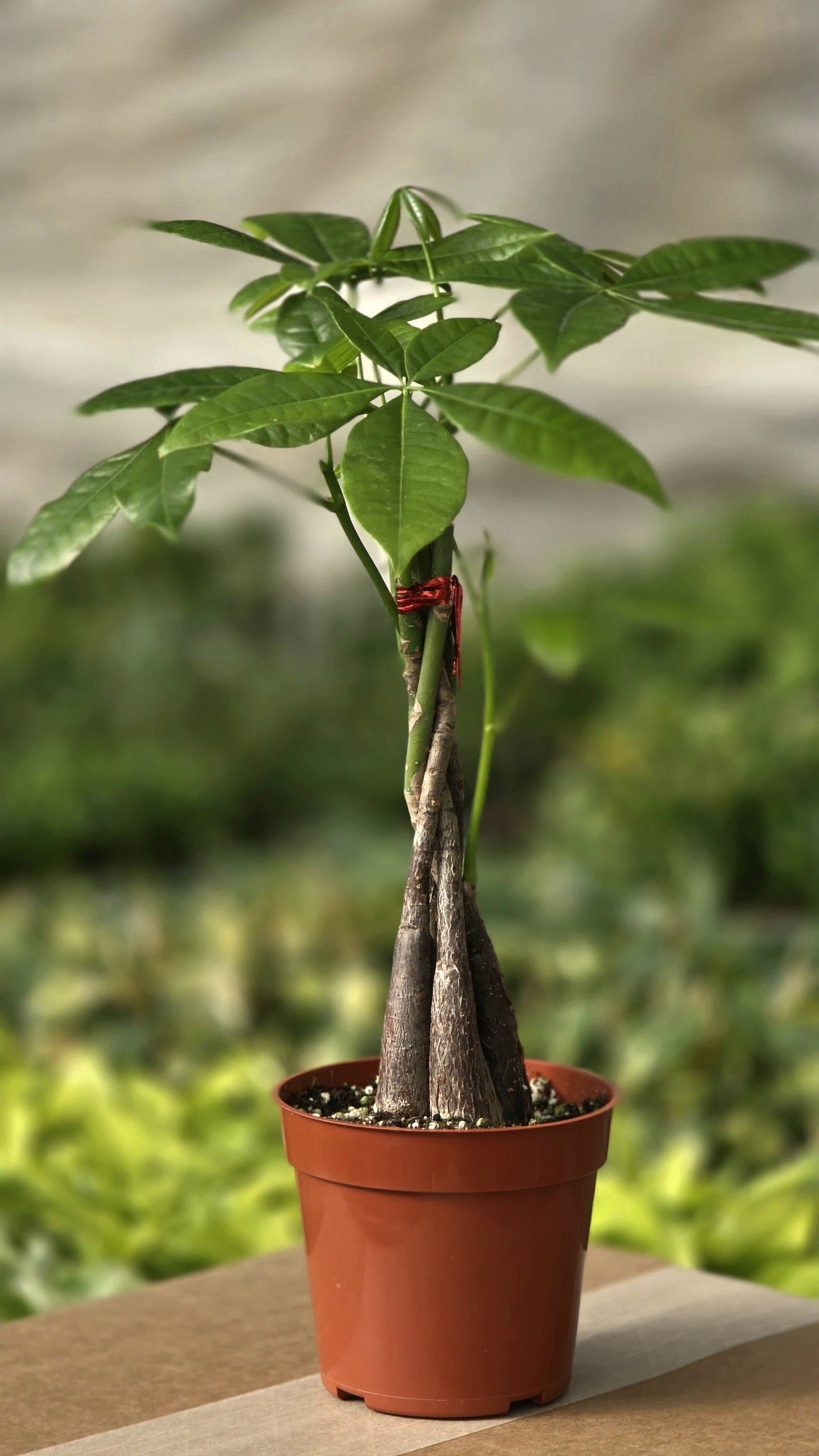 Money Tree (Pachira Braid)