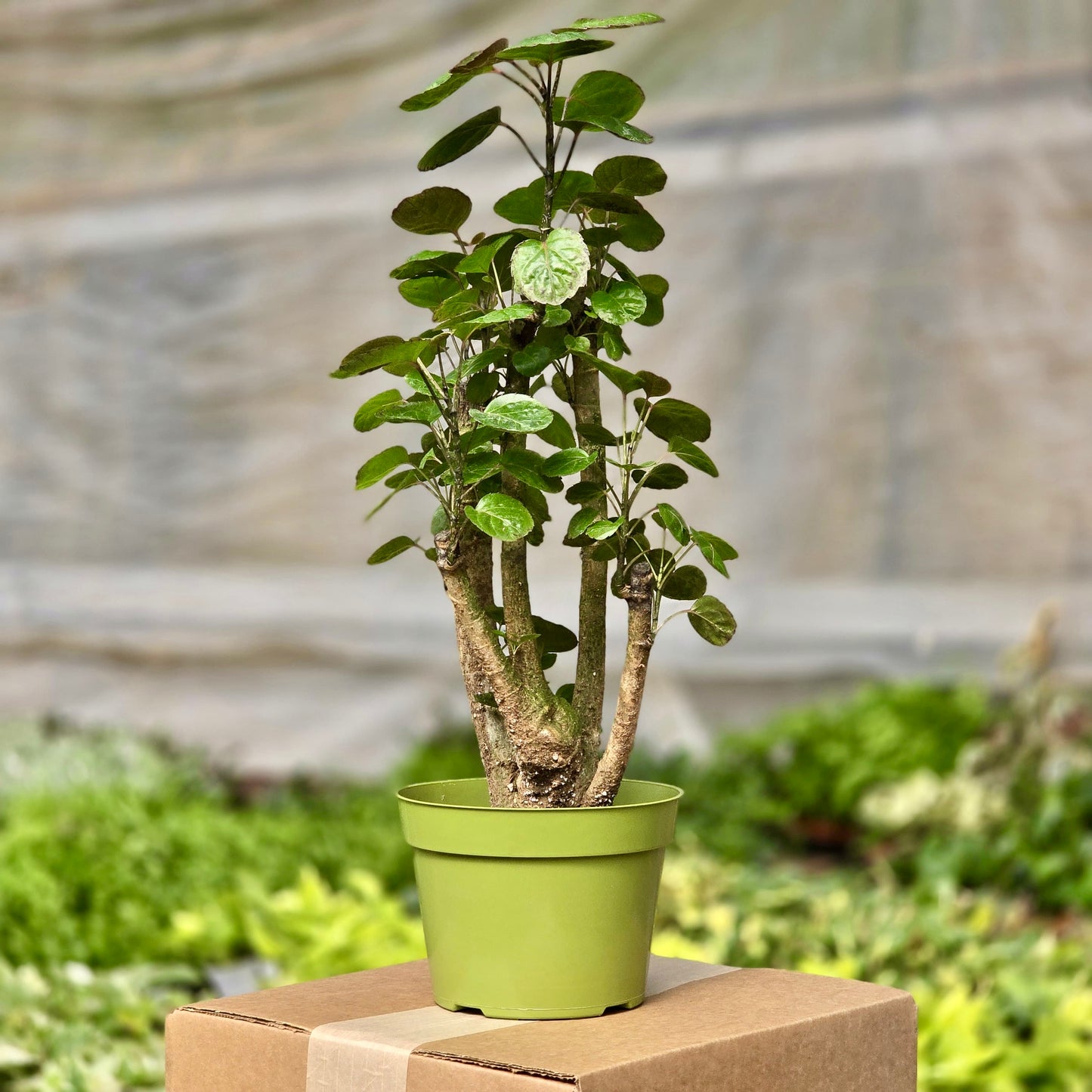 Aralia Fabian Stump