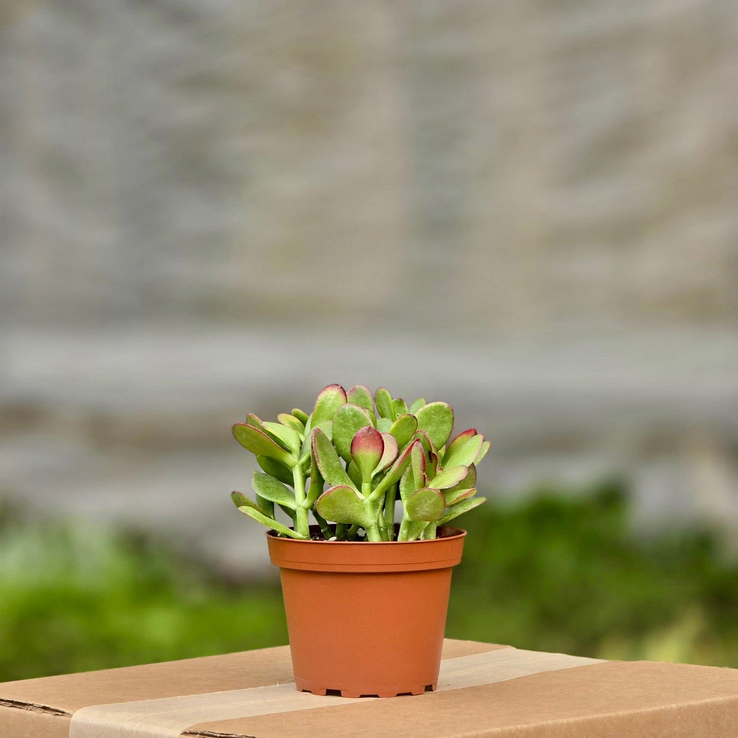 Succulent Crassula Jade