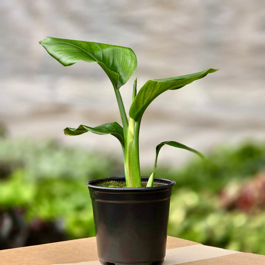 Bird of Paradise (Strelitzia Nicolai)