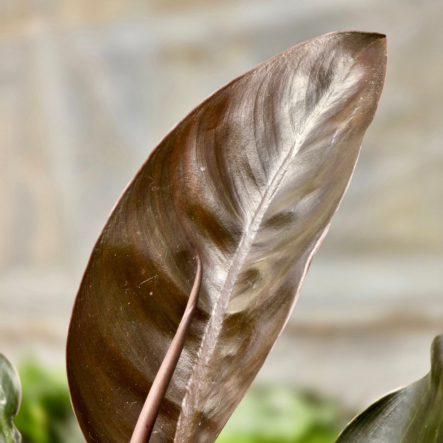 Philodendron Congo Rojo