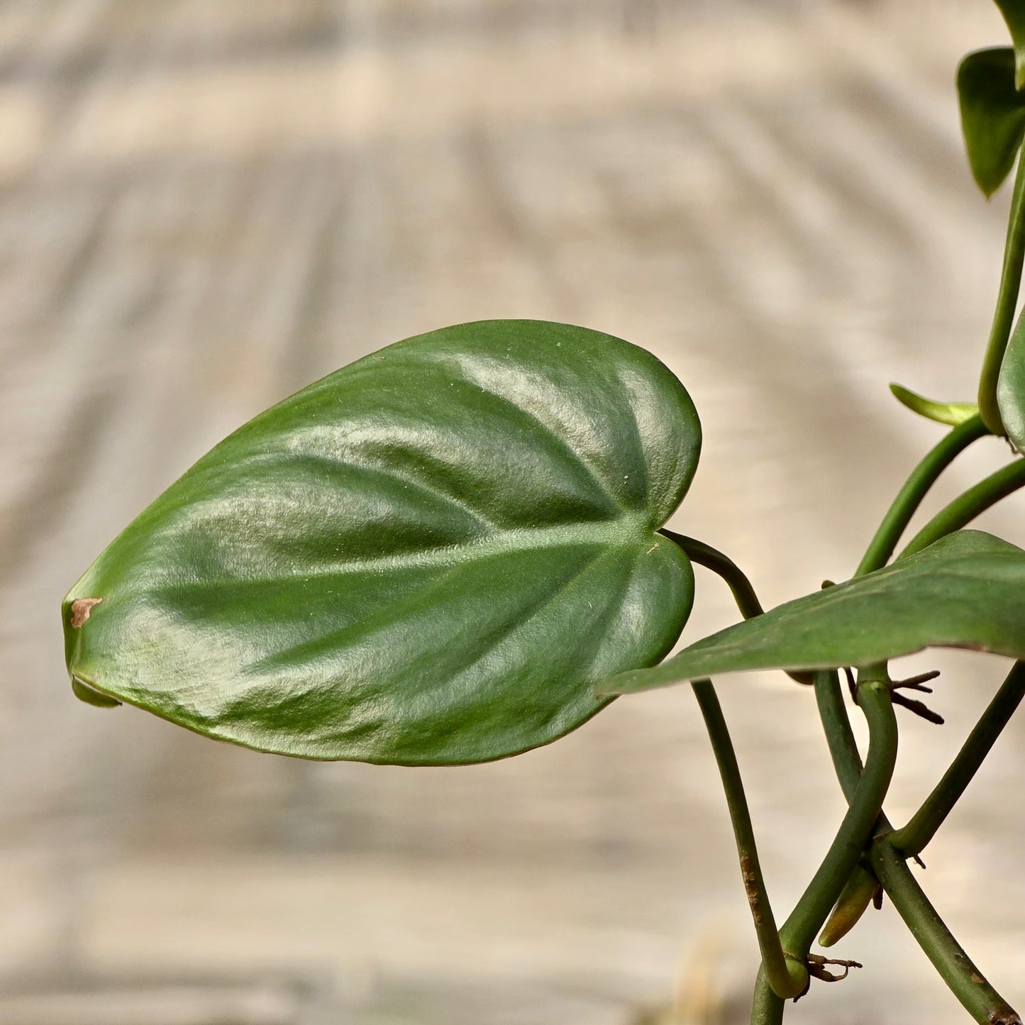 Philodendron Cordatum (Heartleaf Philodendron)