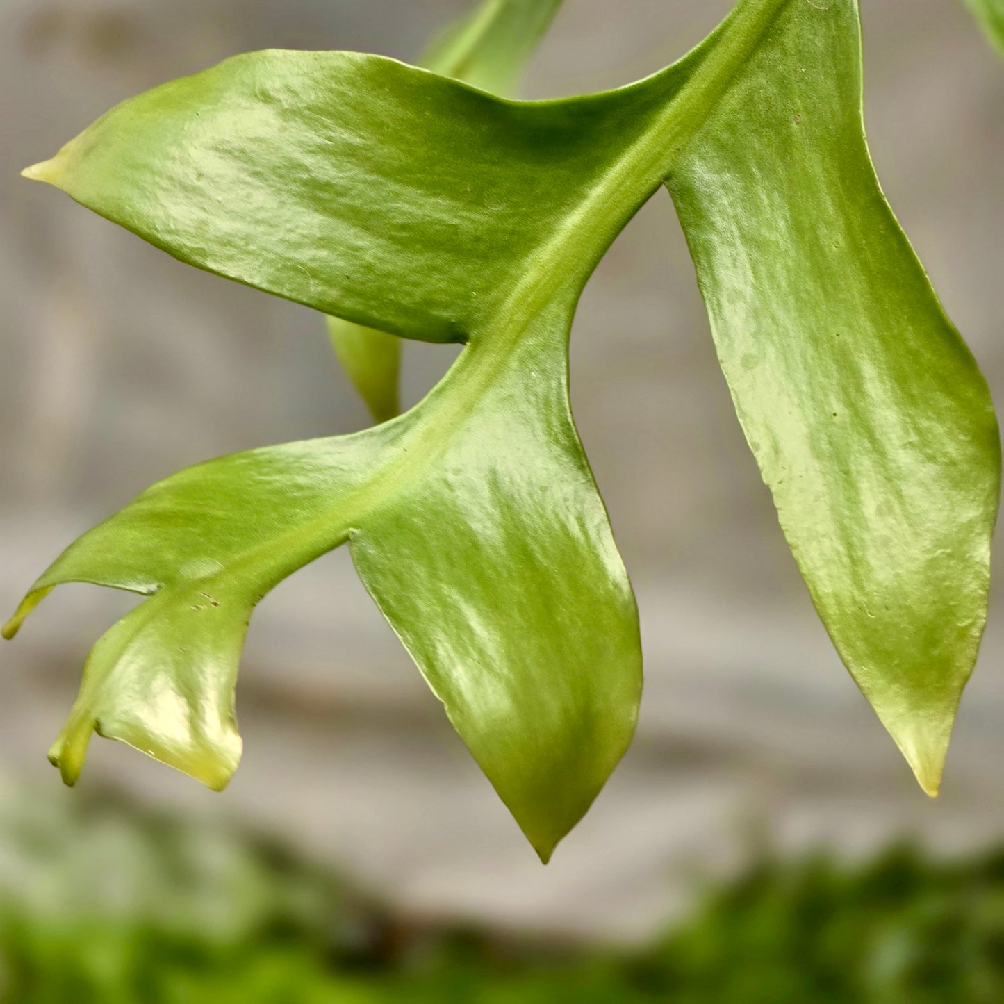 Shark Tooth Orchid Cactus