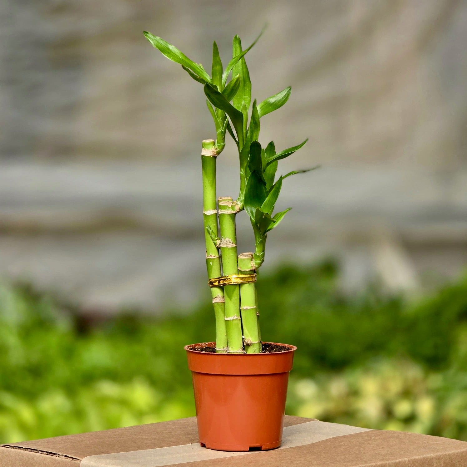 bamboo dracaena plant Dracaena Lucky Bamboo