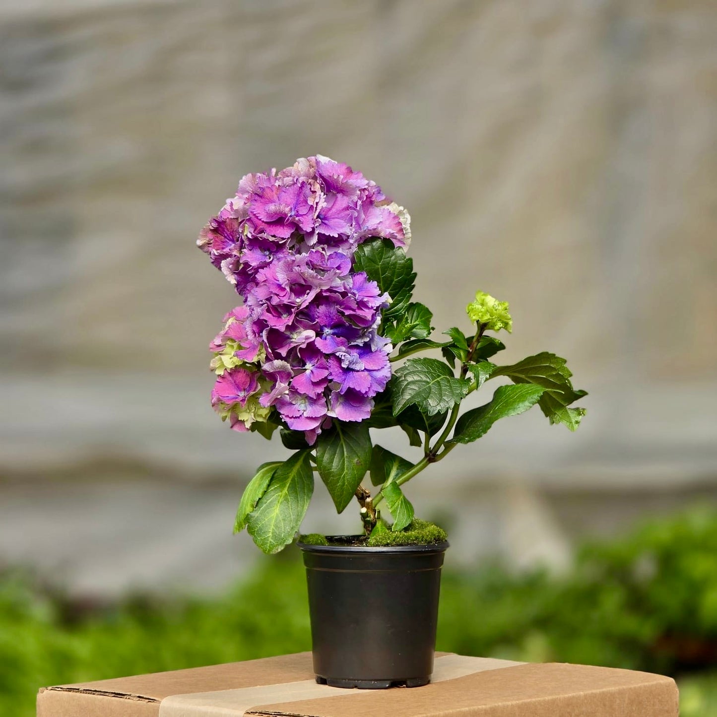 Hydrangea Purple