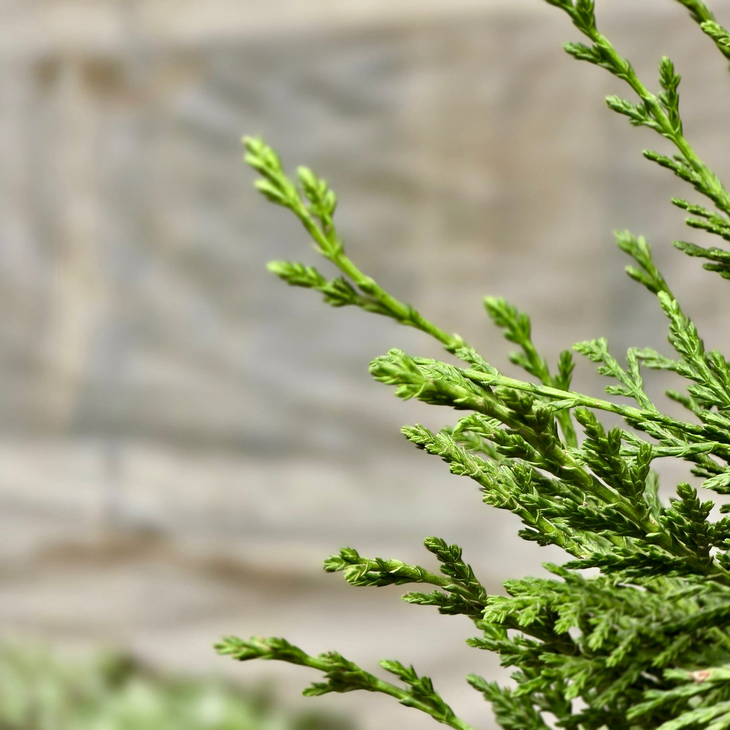 Ficus Lyrata (Hoja de violín)