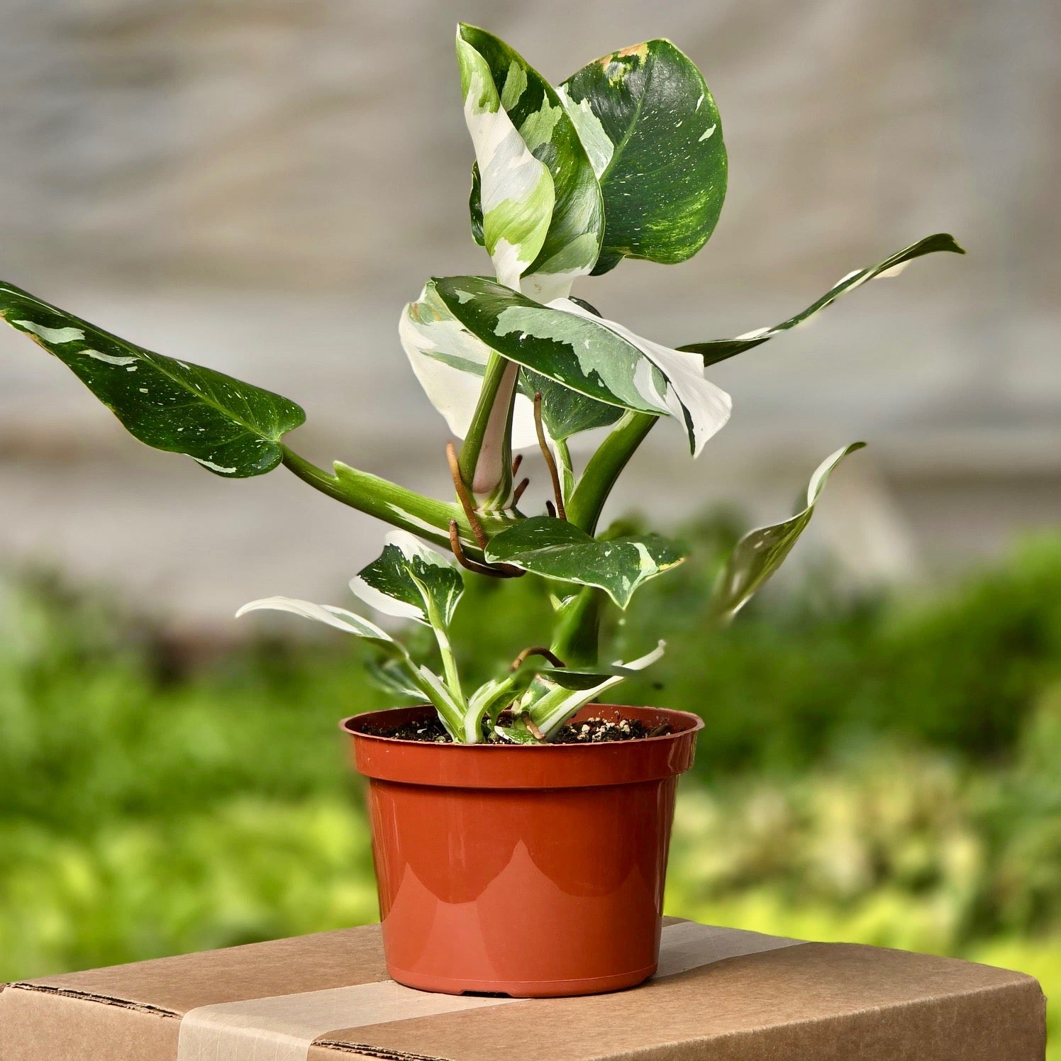 philodendron white princess stem Philodendron White Princess