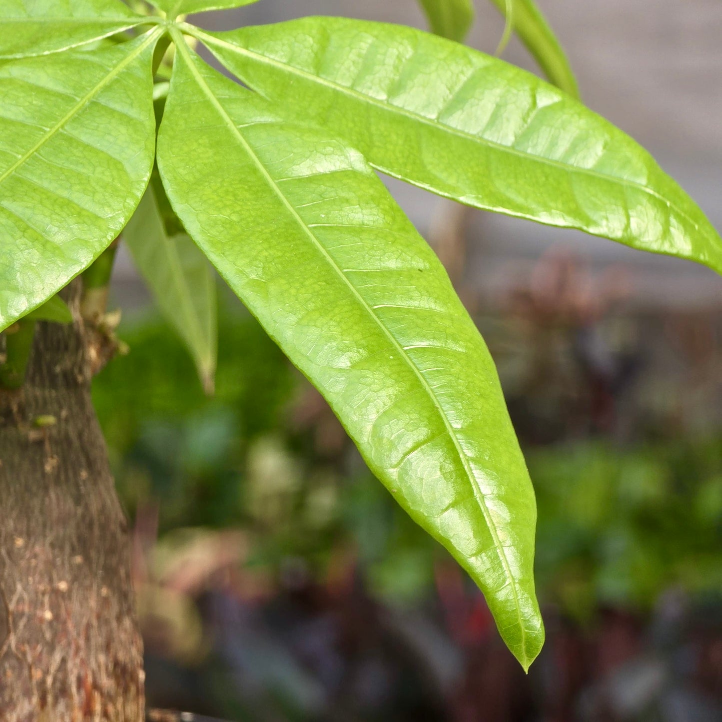 Money Tree (Pachira Stump)