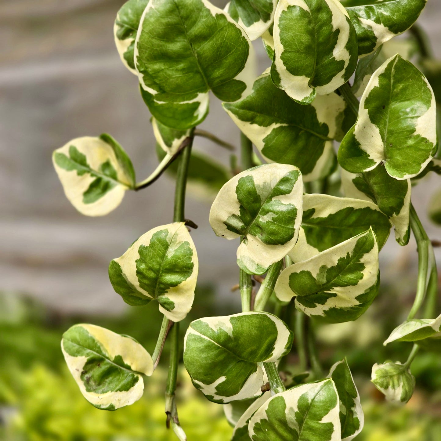 Indoorplant - Pothos N’joy - May