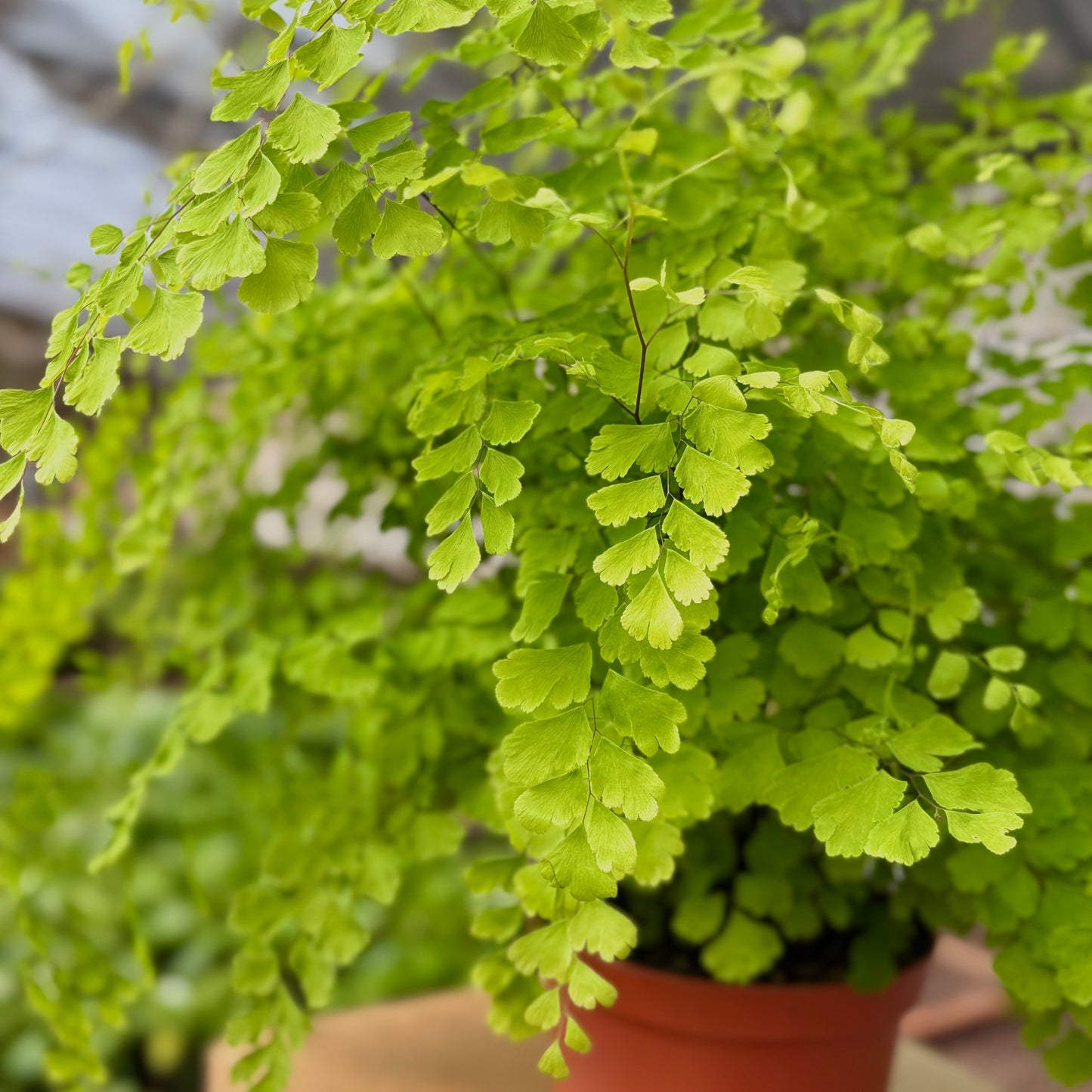 Ficus Lyrata (Hoja de violín)