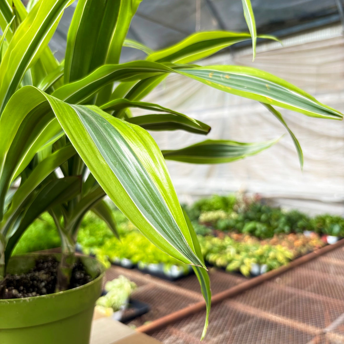 Dracaena Lemon Lime