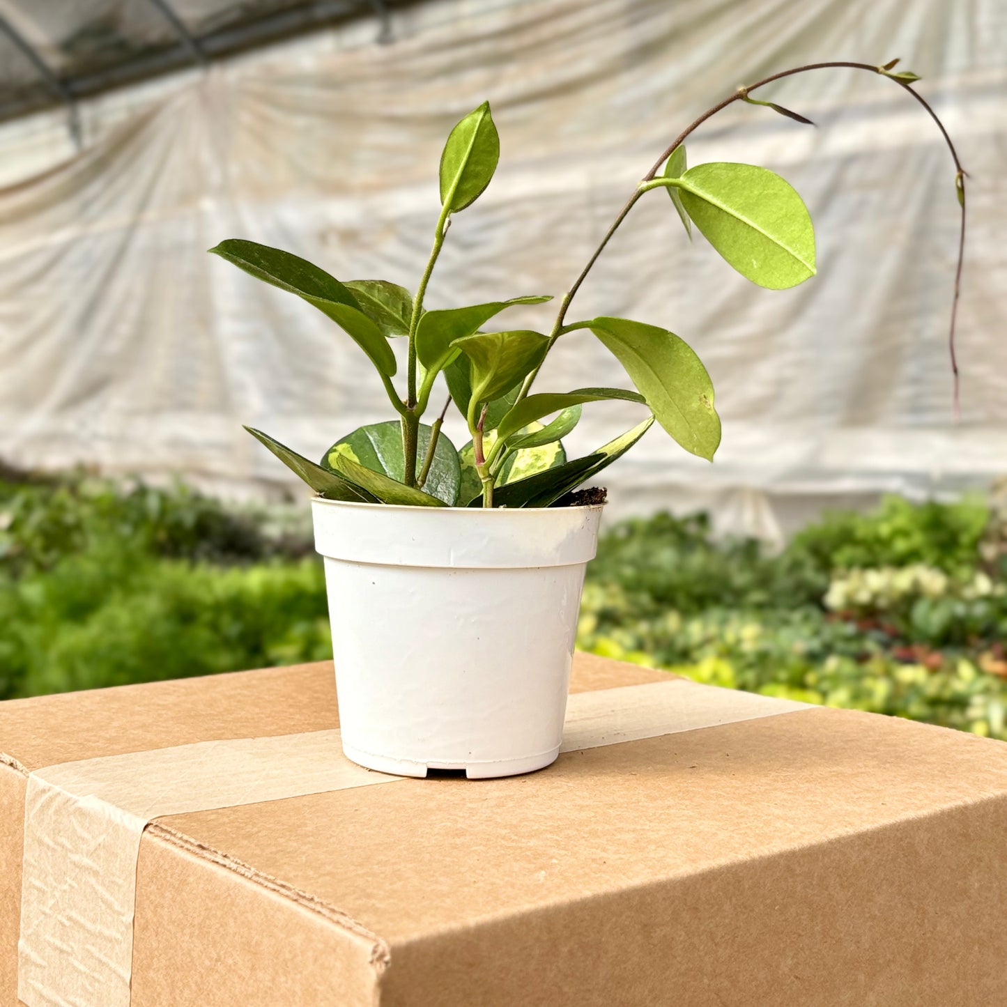 Ficus Lyrata (Hoja de violín)