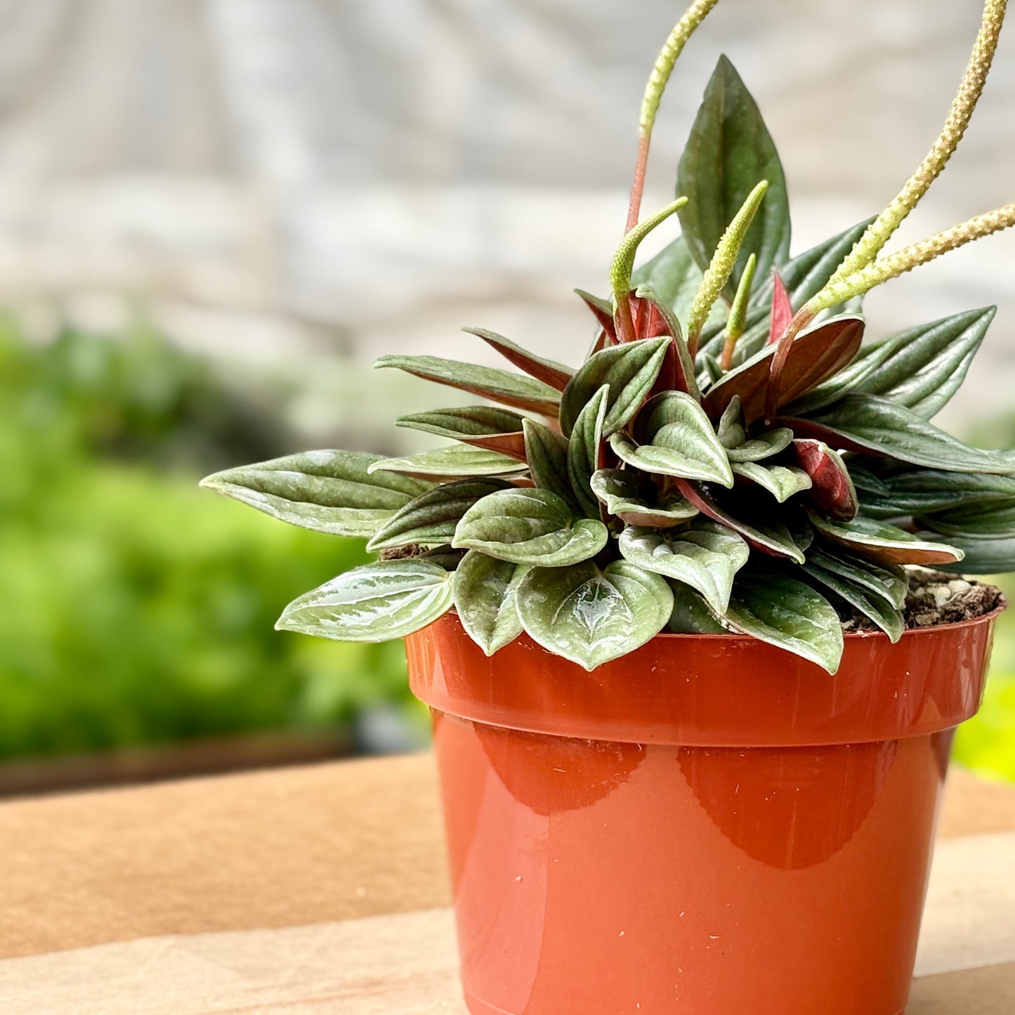 Peperomia Rosso