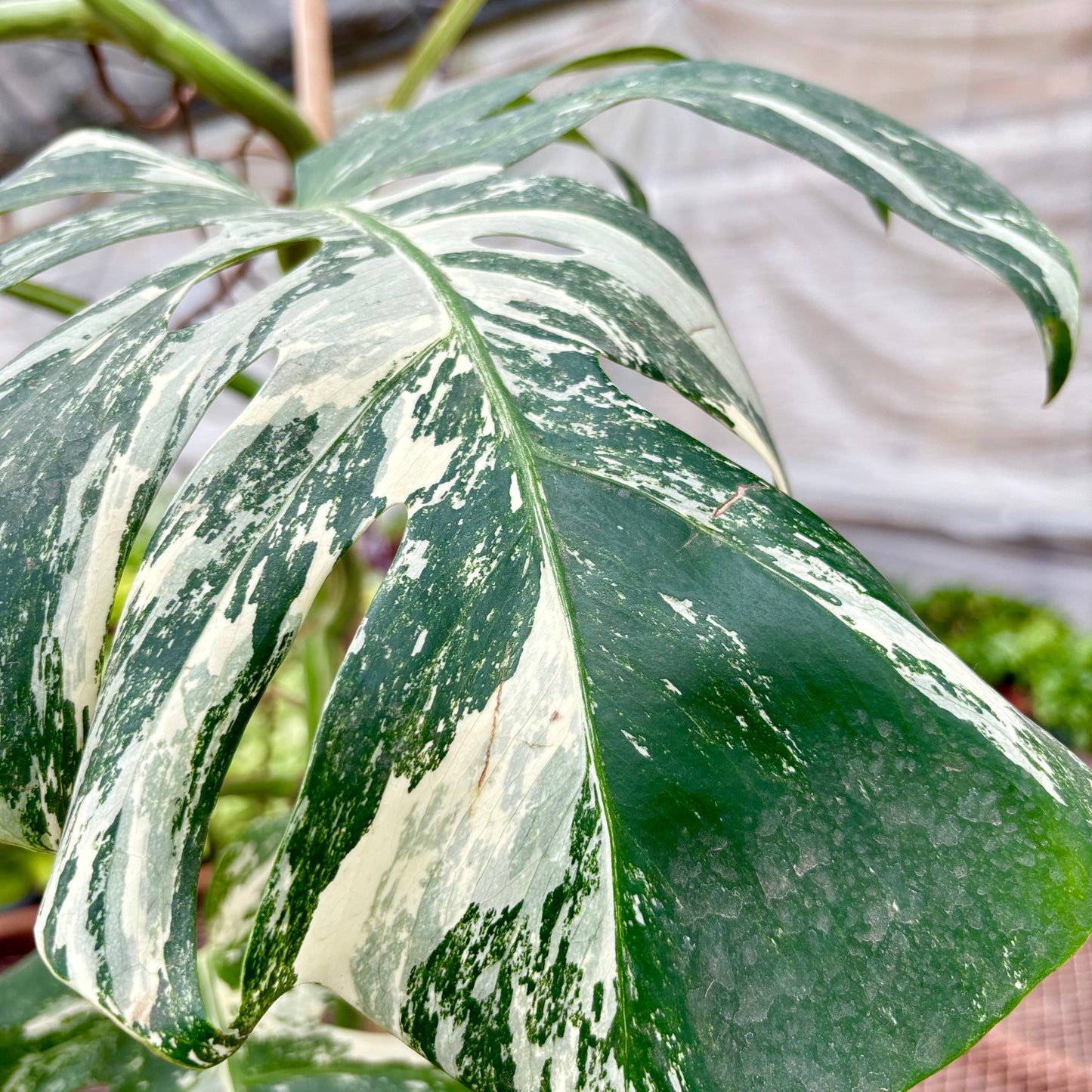 Monstera Albo