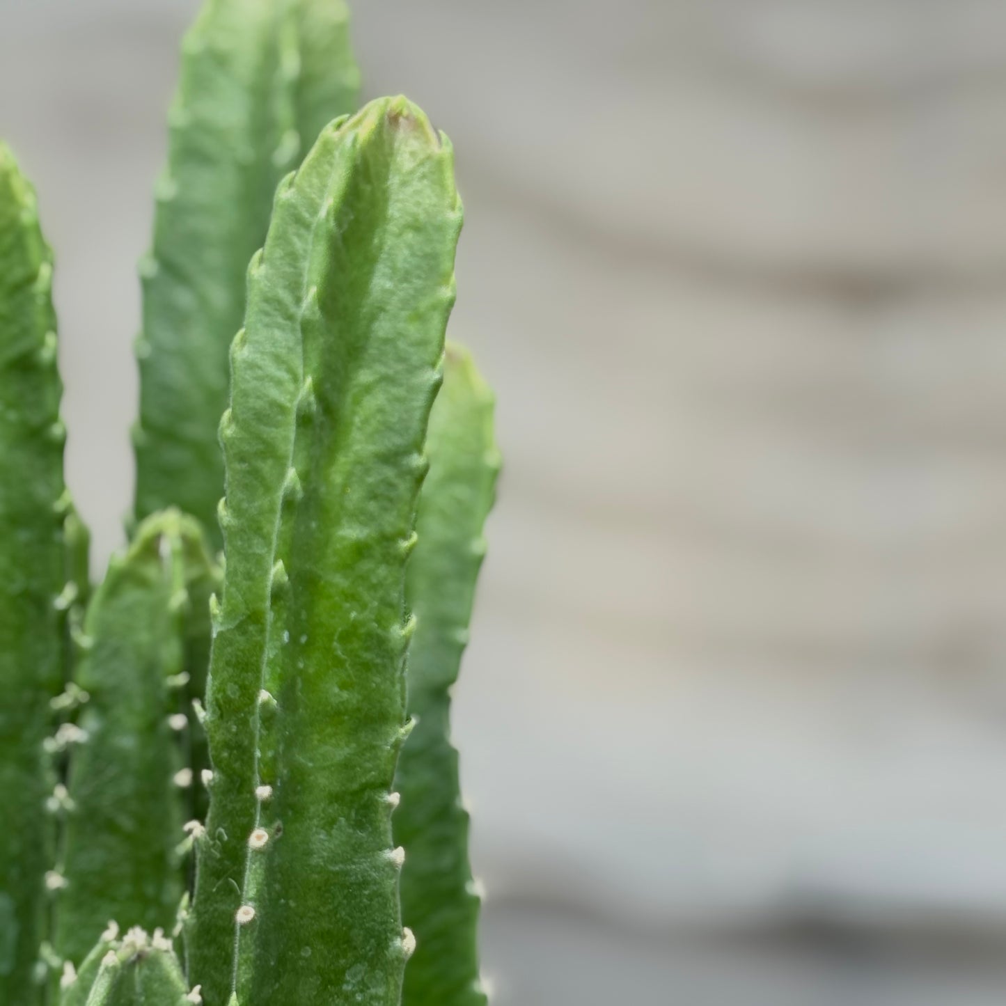 Cactus Stapelia Gigantea (Starfish)