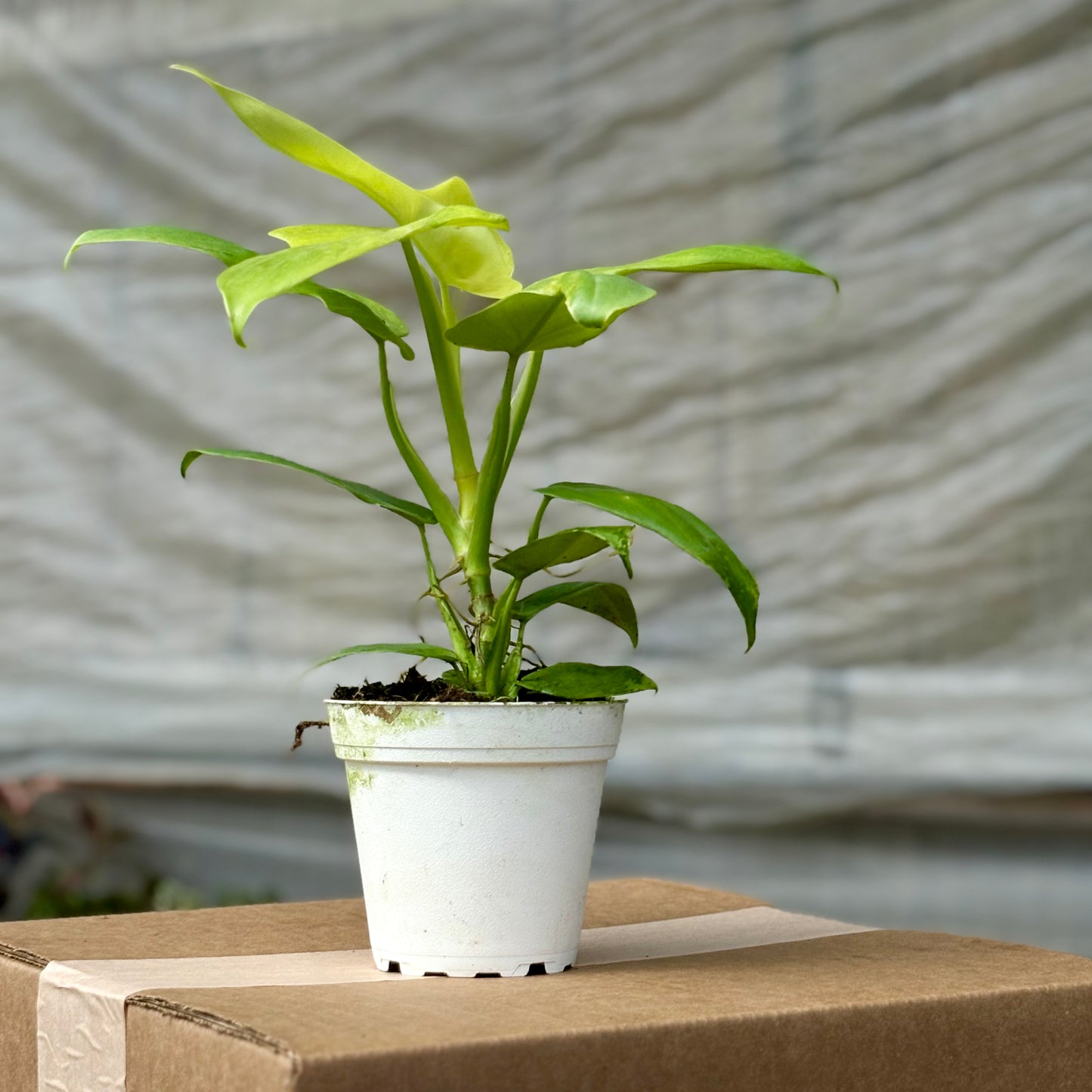 Philodendron Gold Violin