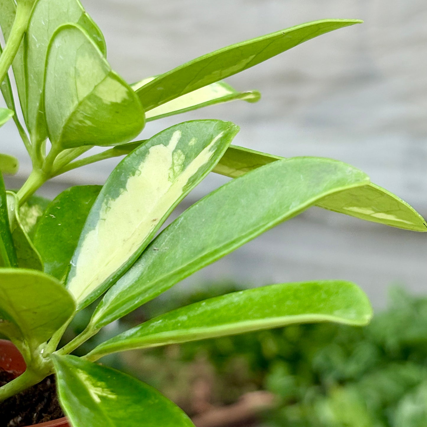 Schefflera Variegated (Umbrella)