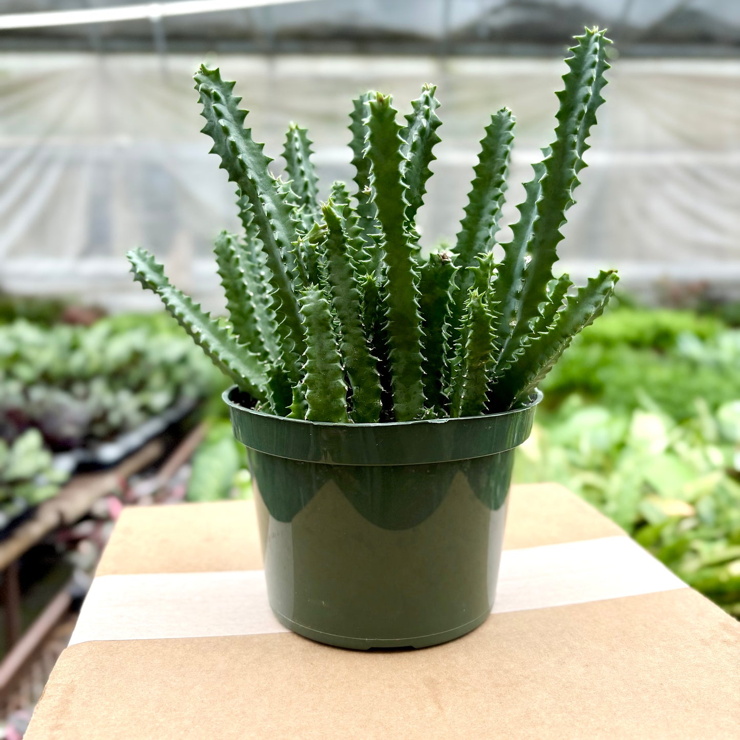 Cactus Lifesaver (Succulent)