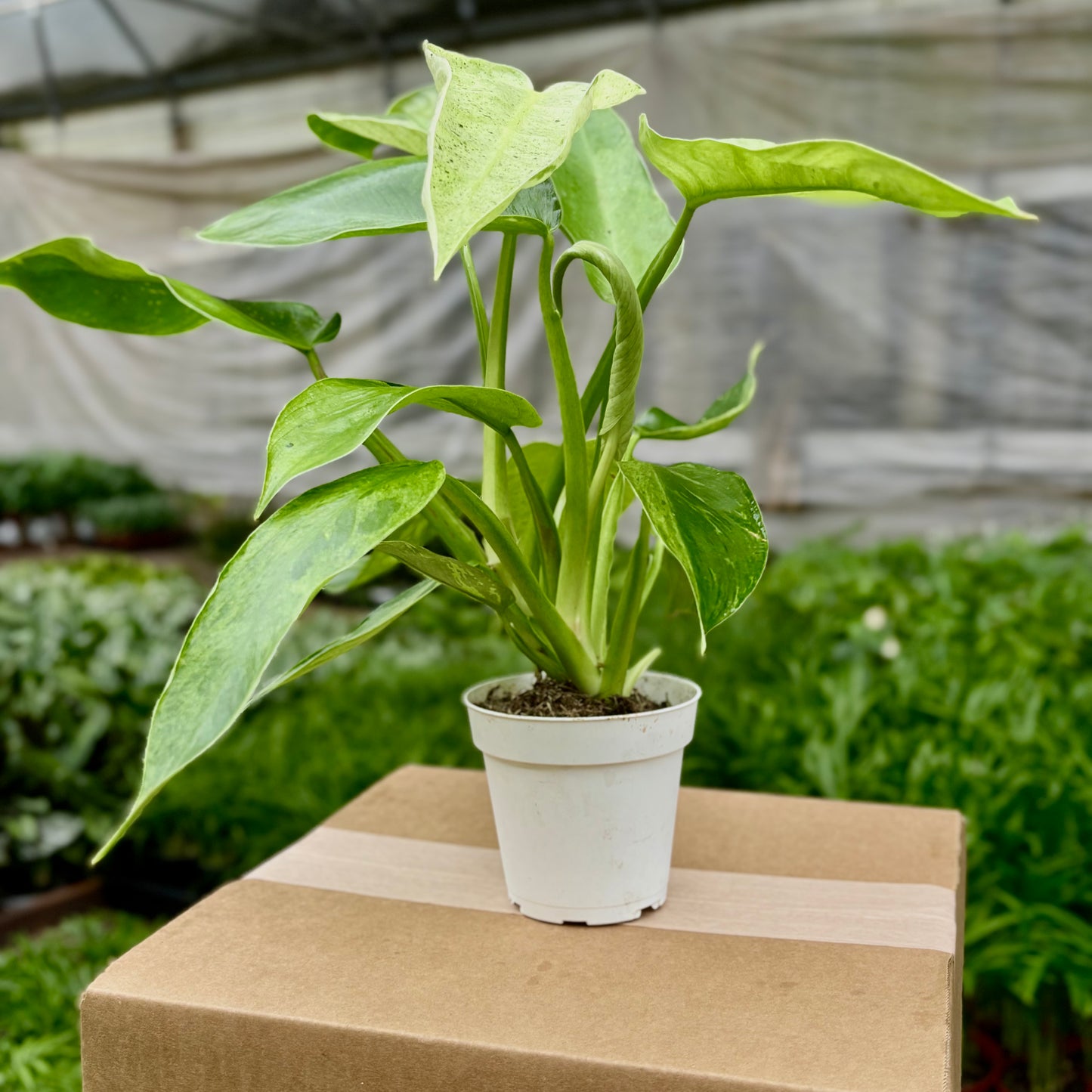 Philodendron Jose Buono