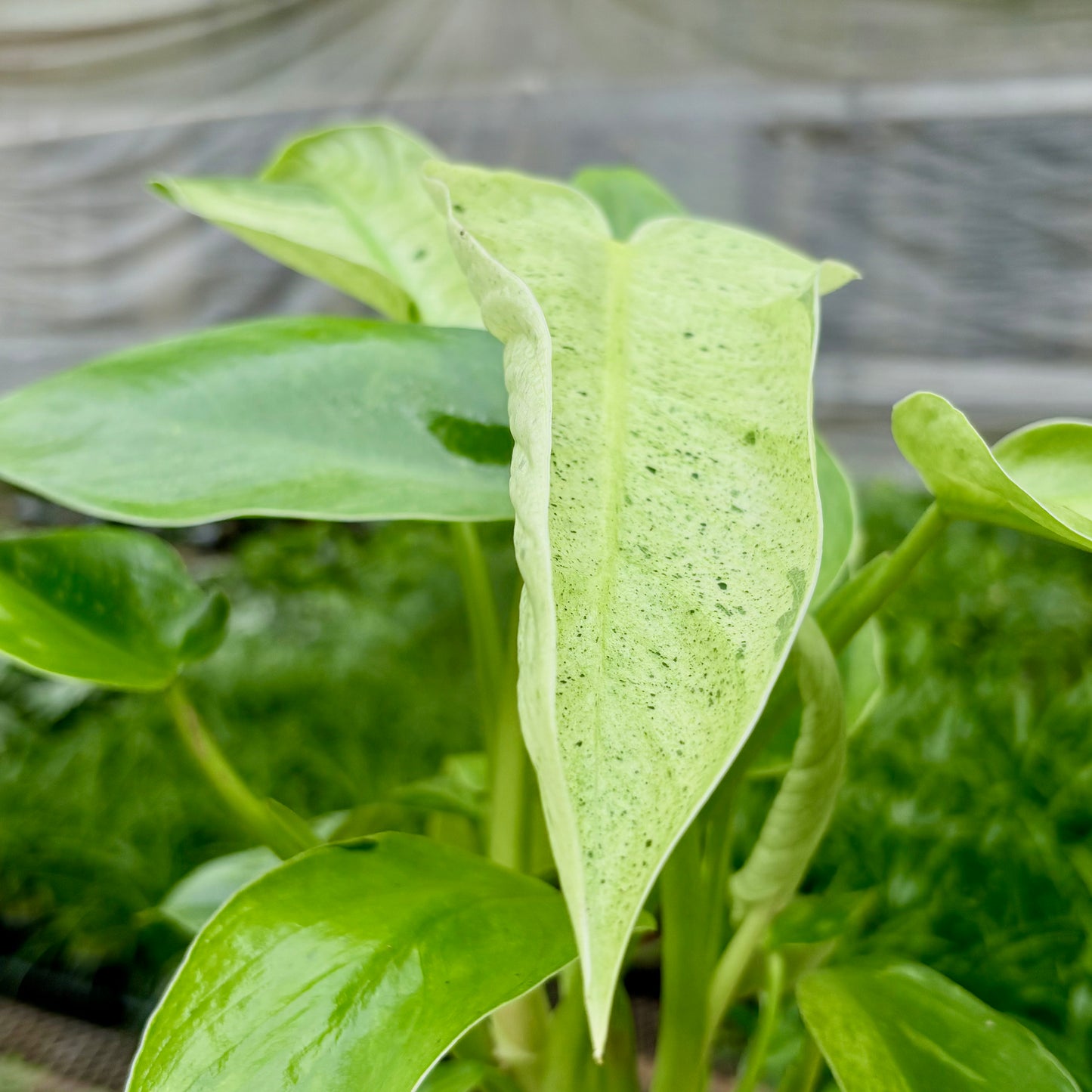 Philodendron Jose Buono