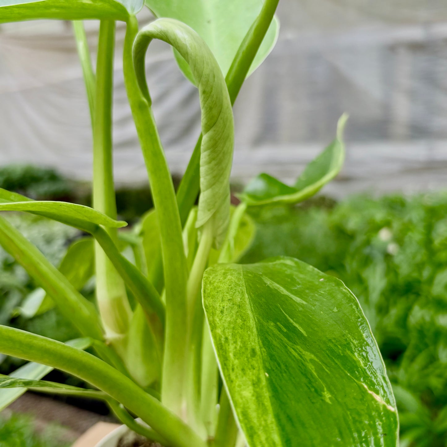 Philodendron Jose Buono