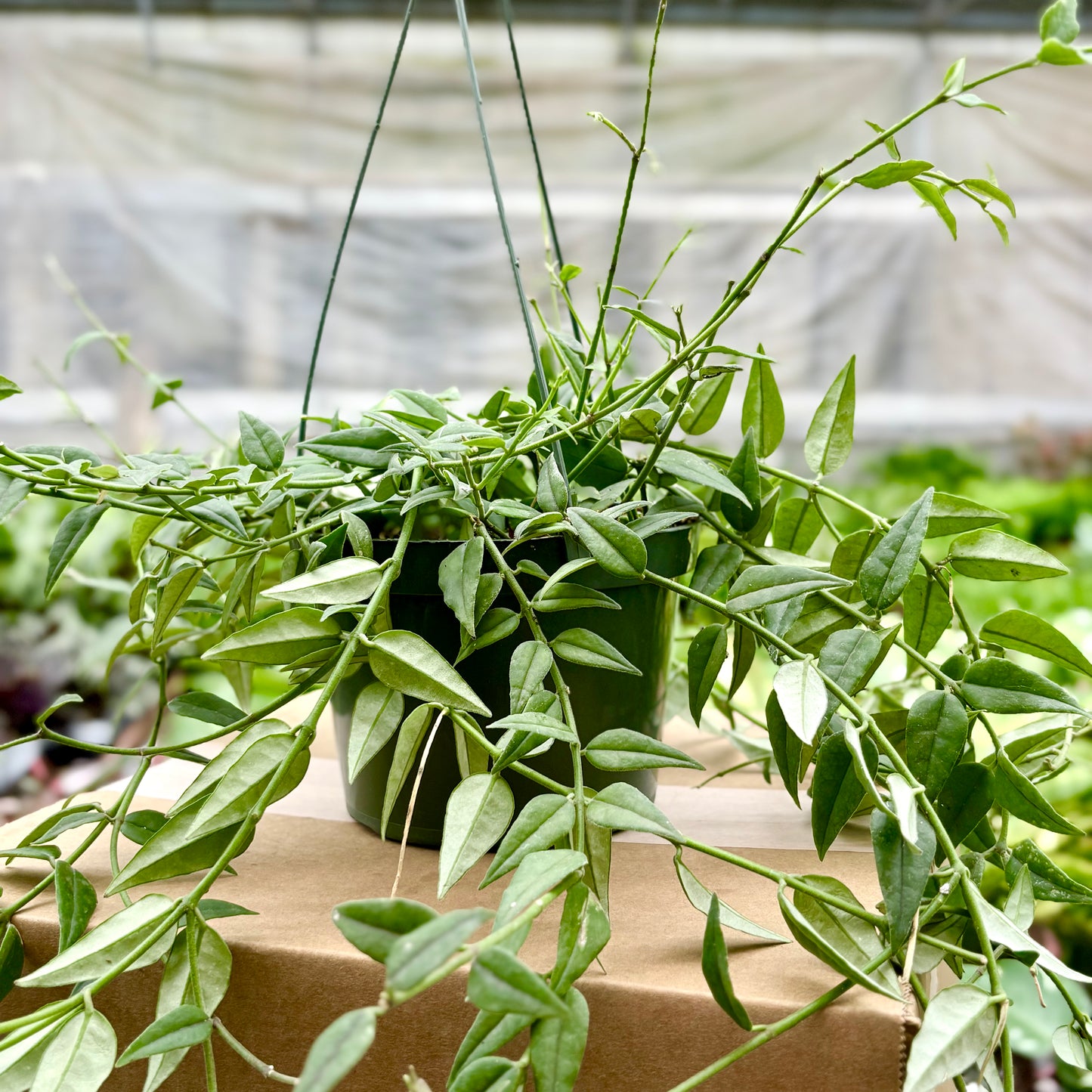 Árbol del dinero (trenza de pachira)