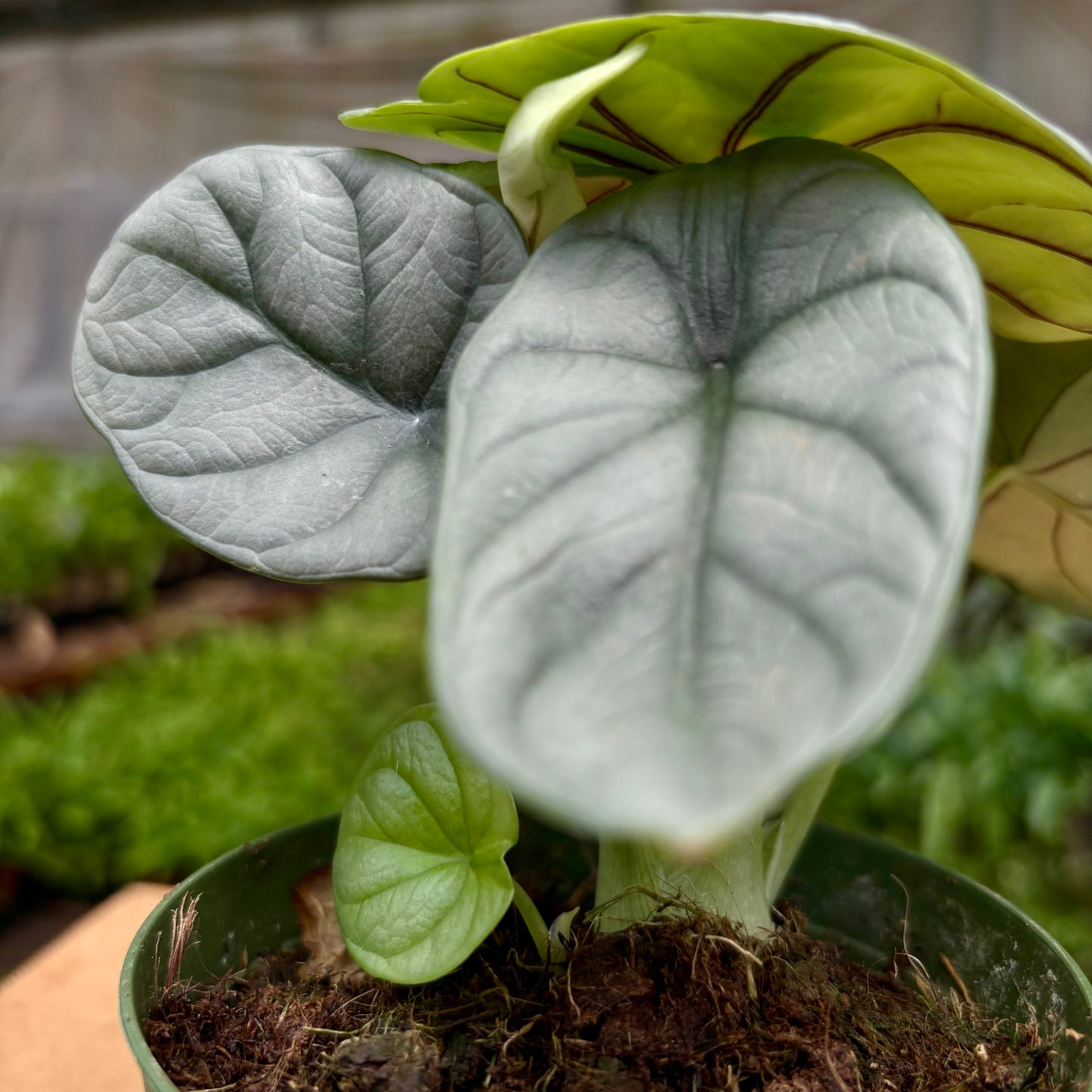 Alocasia Silver Dragon