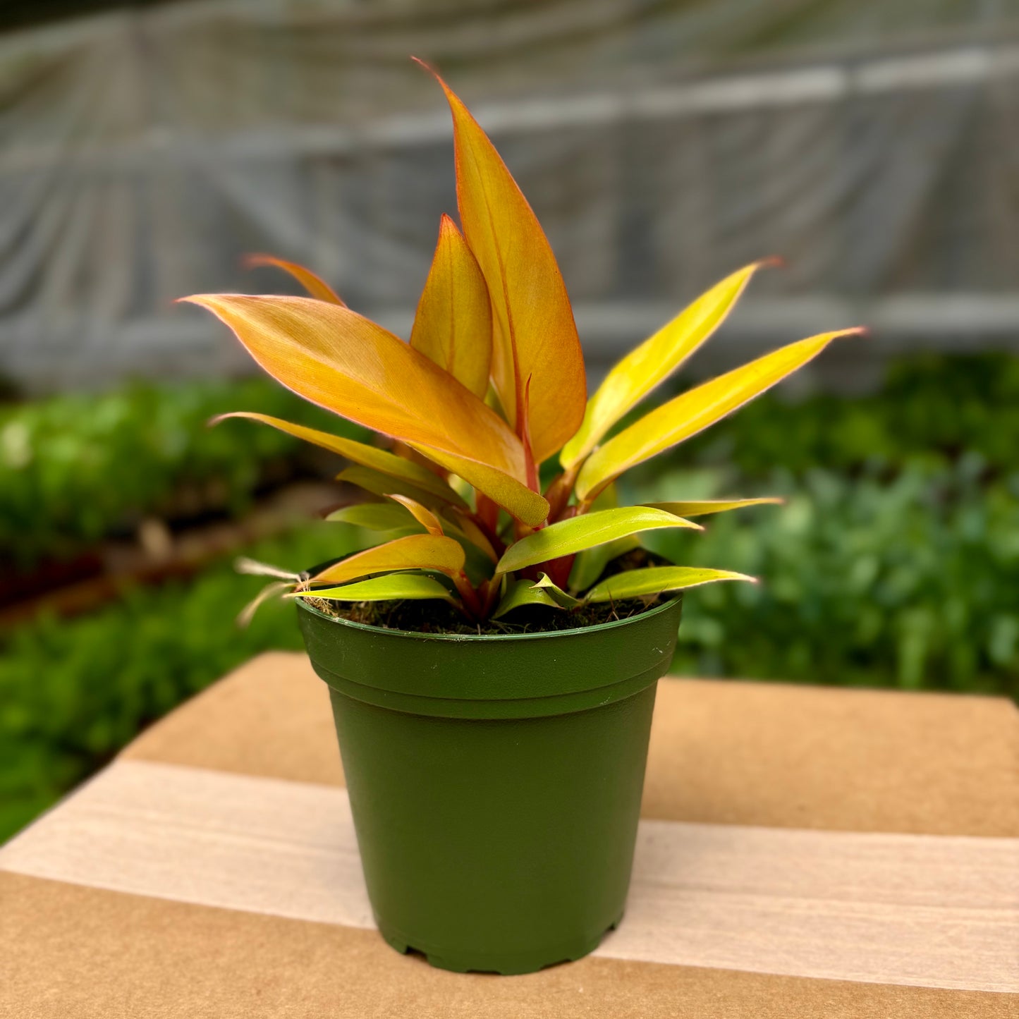 Philodendron Orange Princess