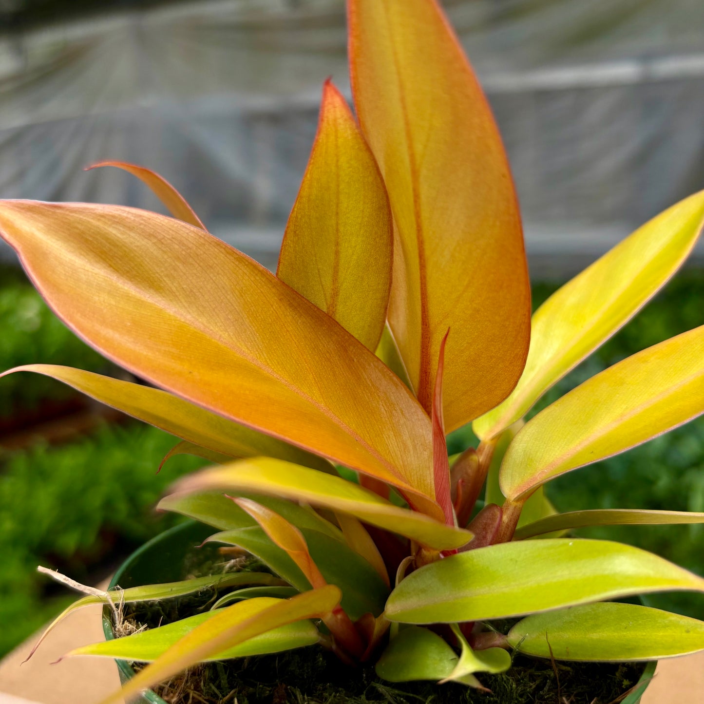 Philodendron Orange Princess