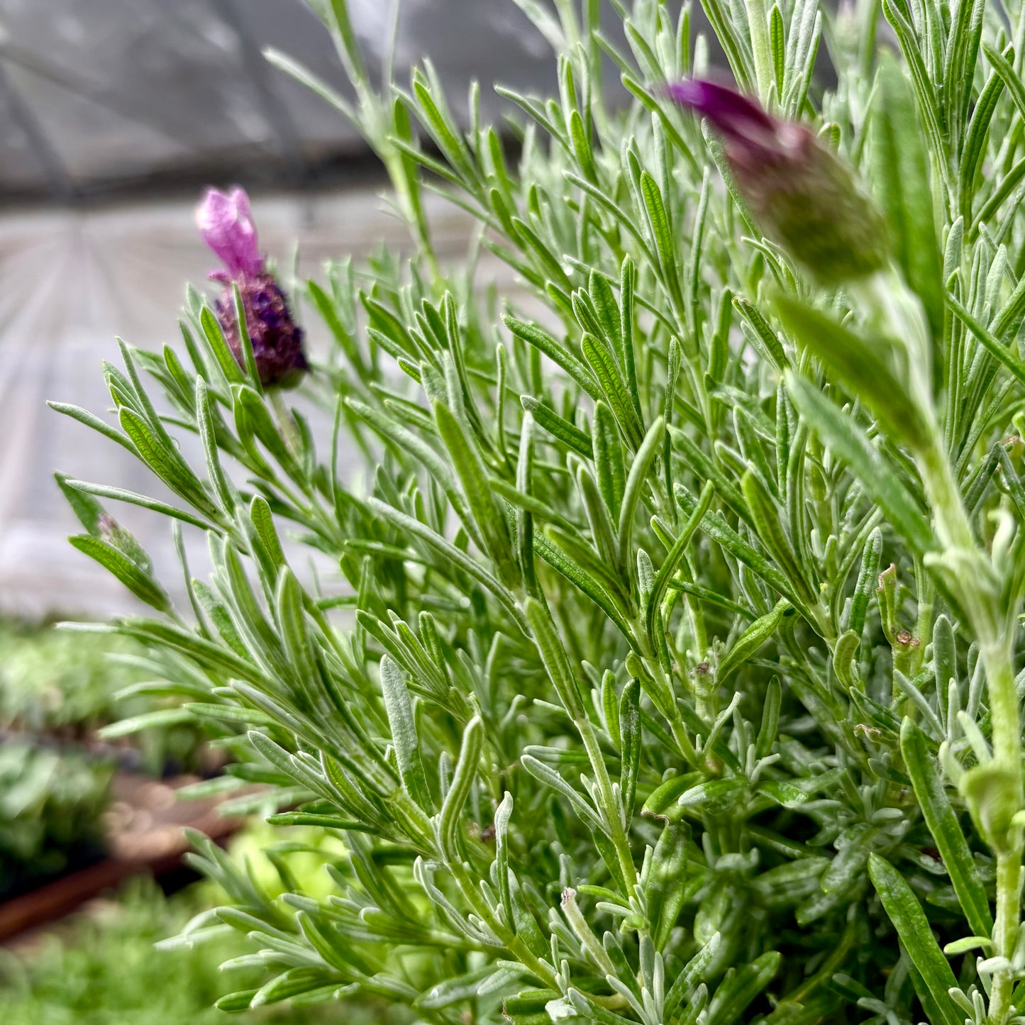 English Lavender Natural and Topiary Plant