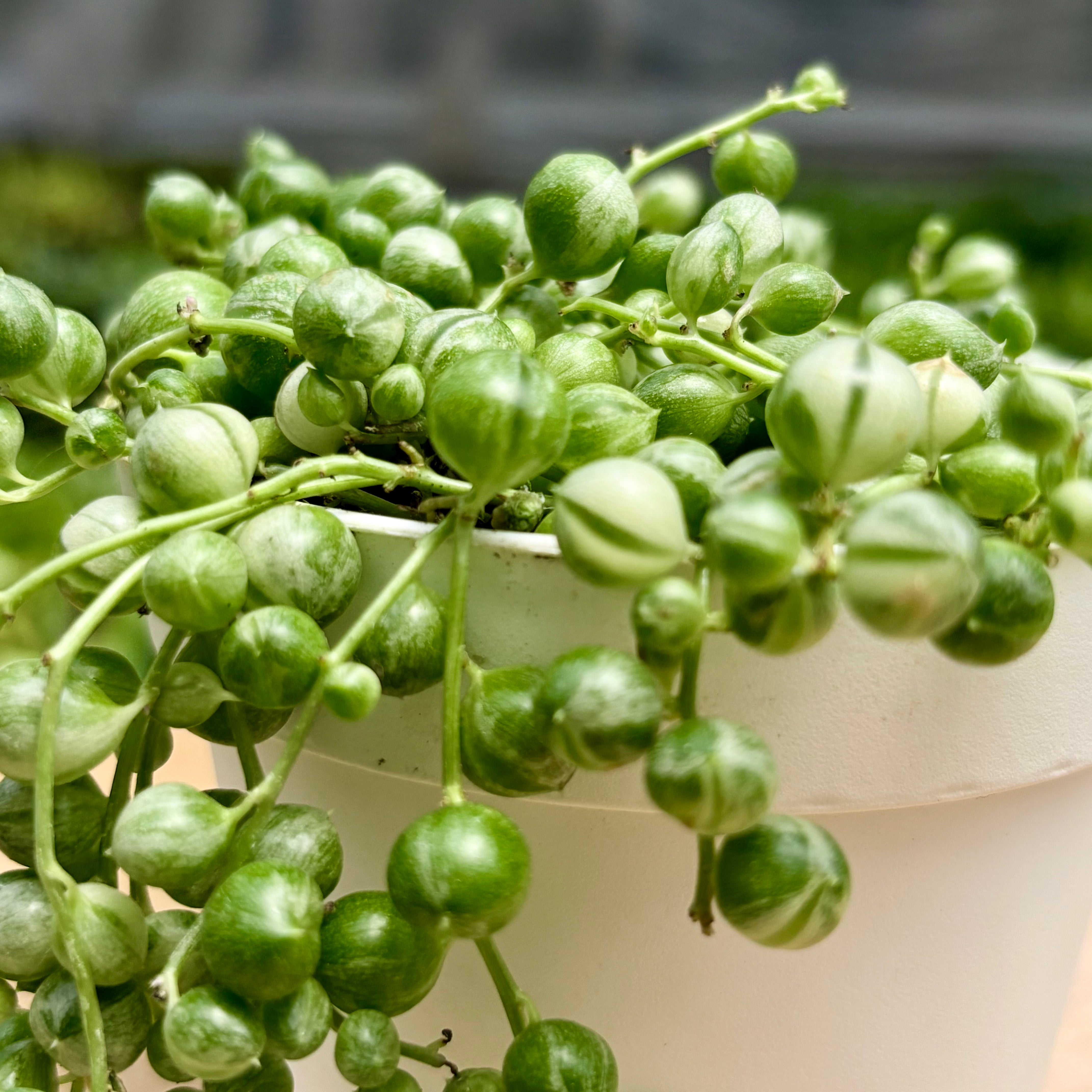 variegated pearls succulent Variegated String of Pearls - Rare Trailing Succulent