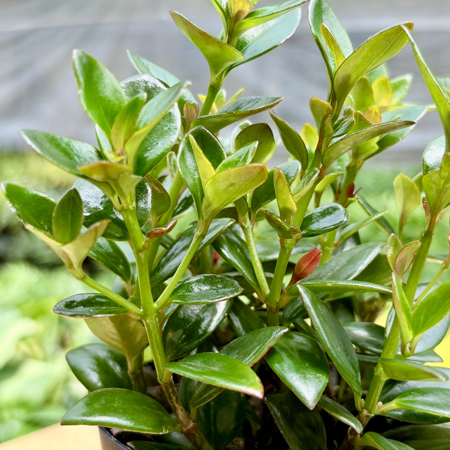 Nematanthus Black Gold Fish