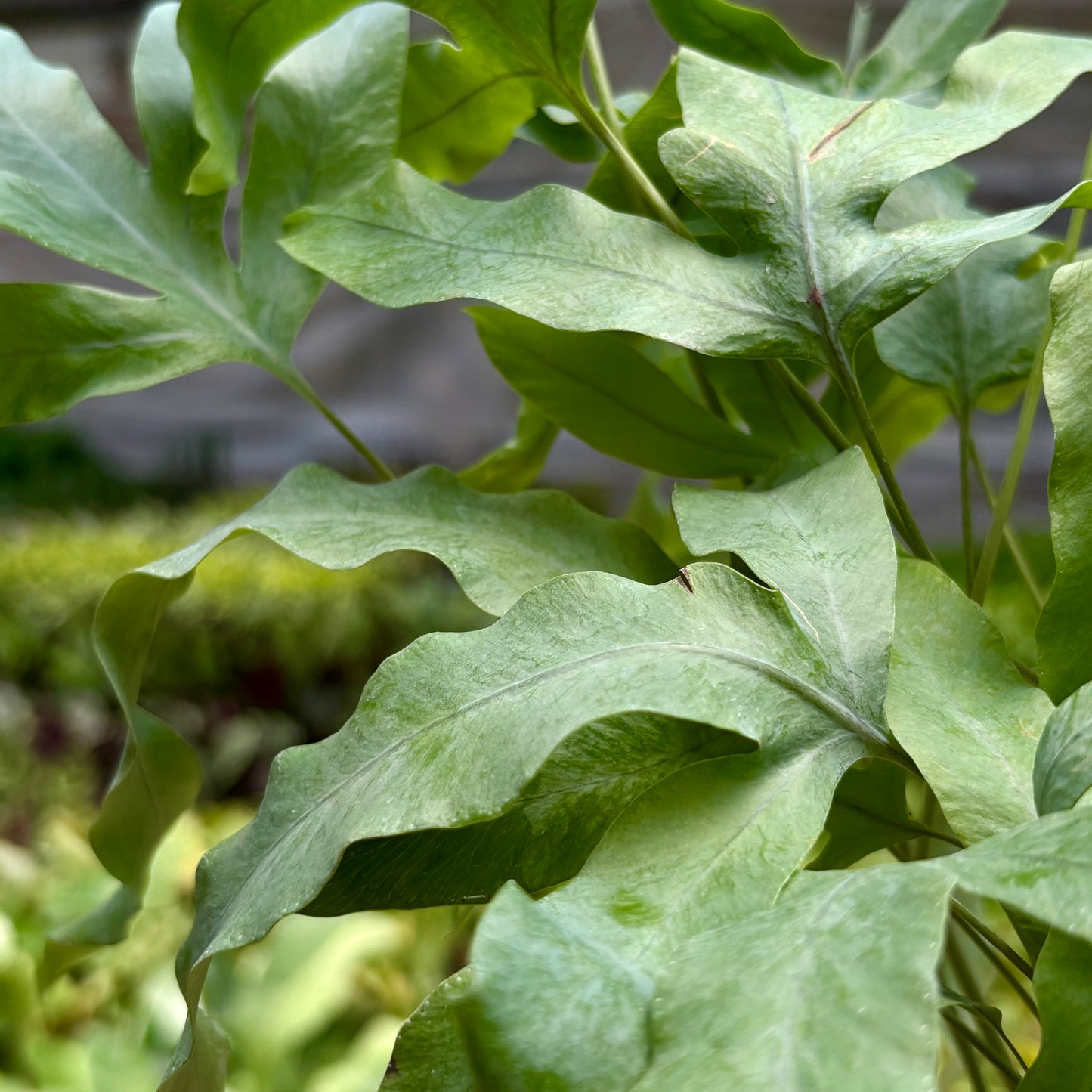 Árbol del dinero (trenza de pachira)