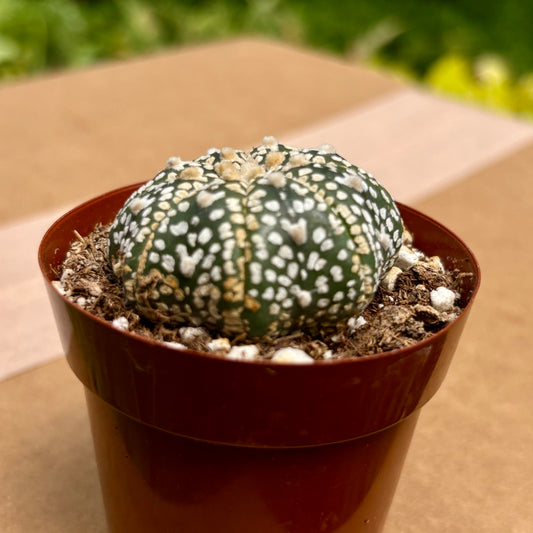 Cactus Mammillaria