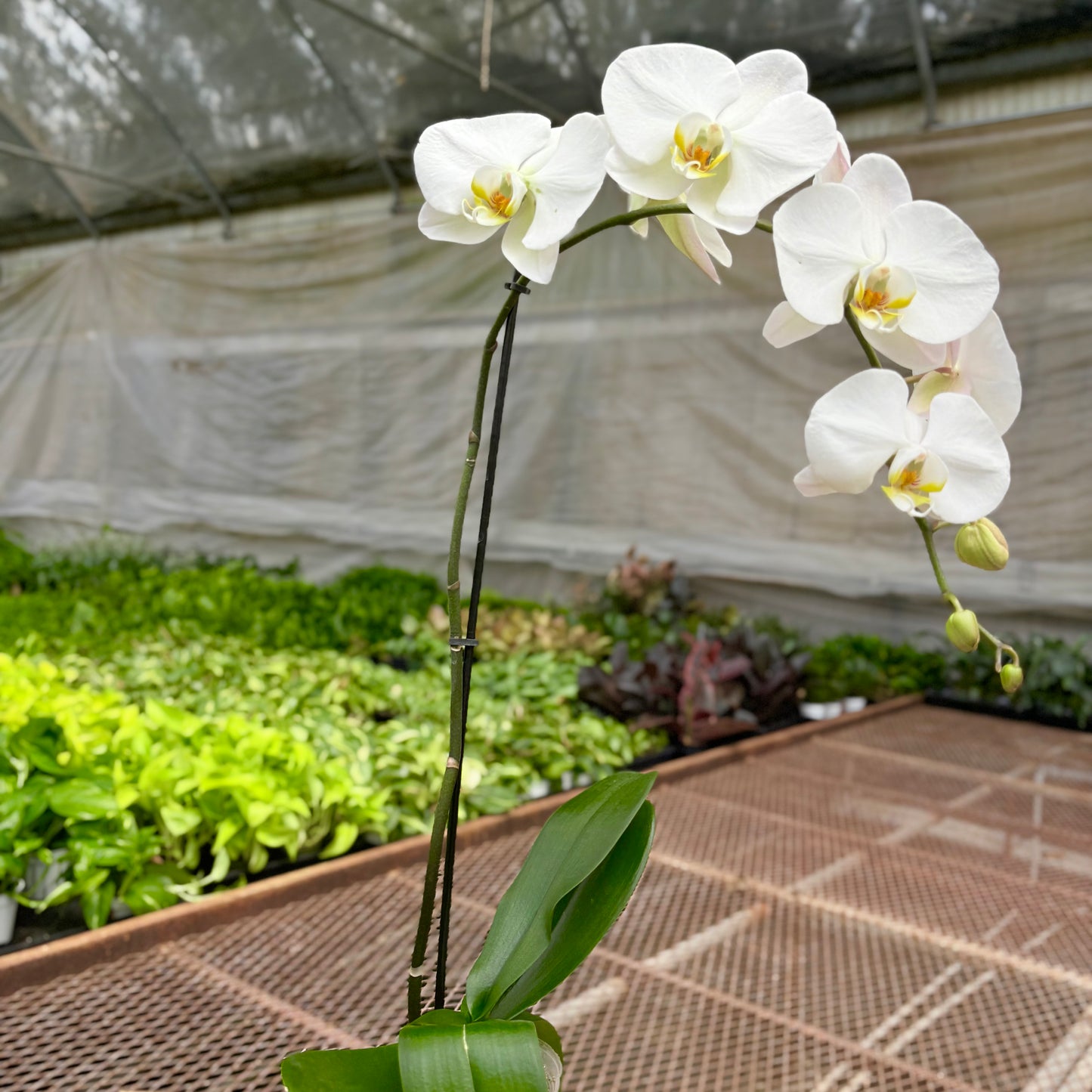 Phalaenopsis White Single Spike