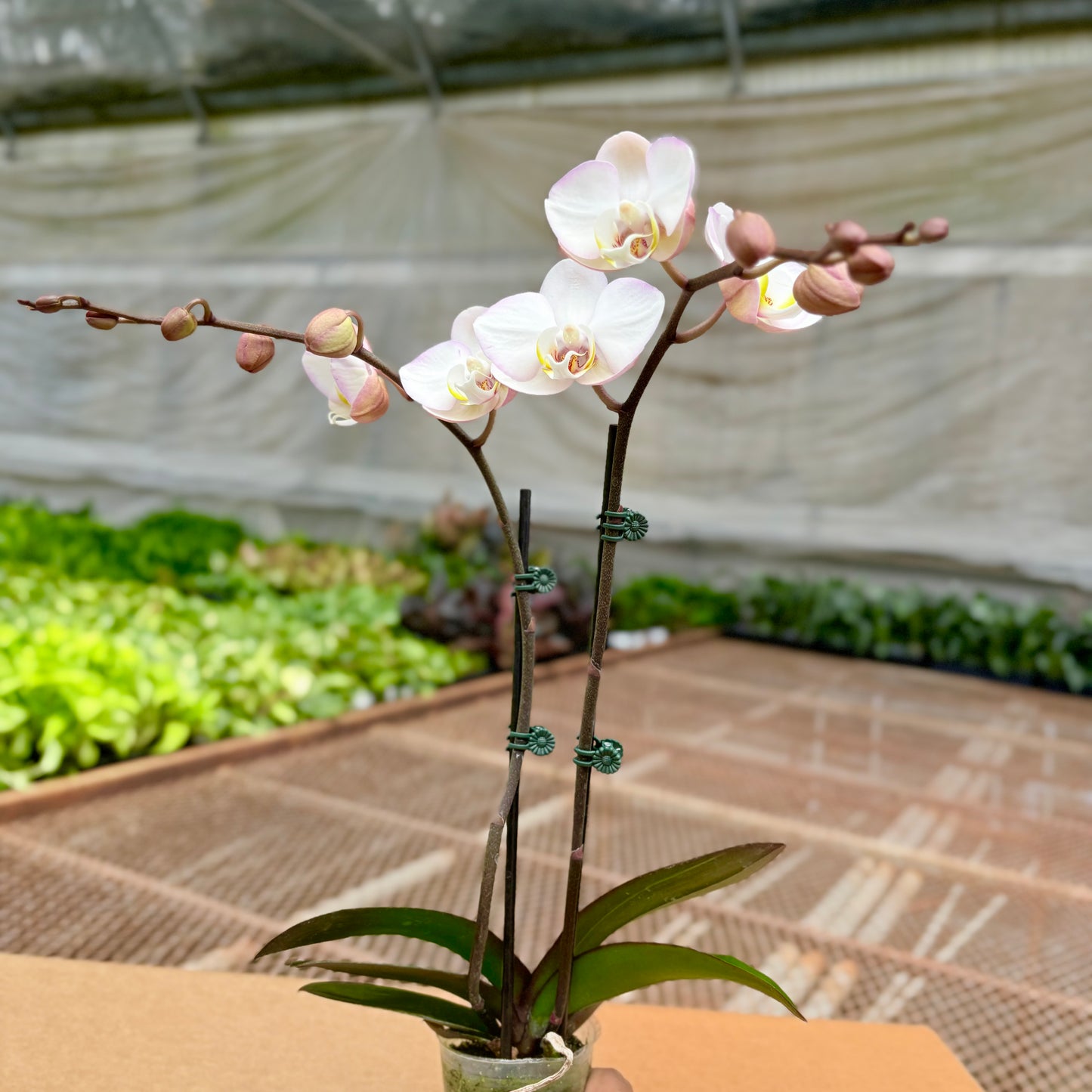 Phalaenopsis White/Burgundy Double Spike